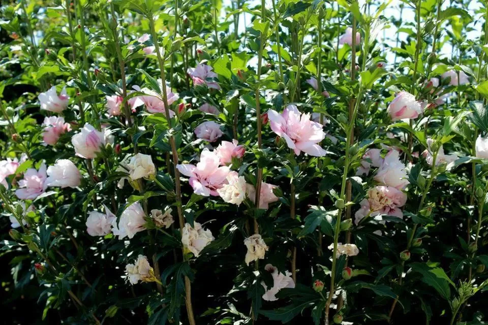 Day in Joia Hotel & Luxury Apartments RTA