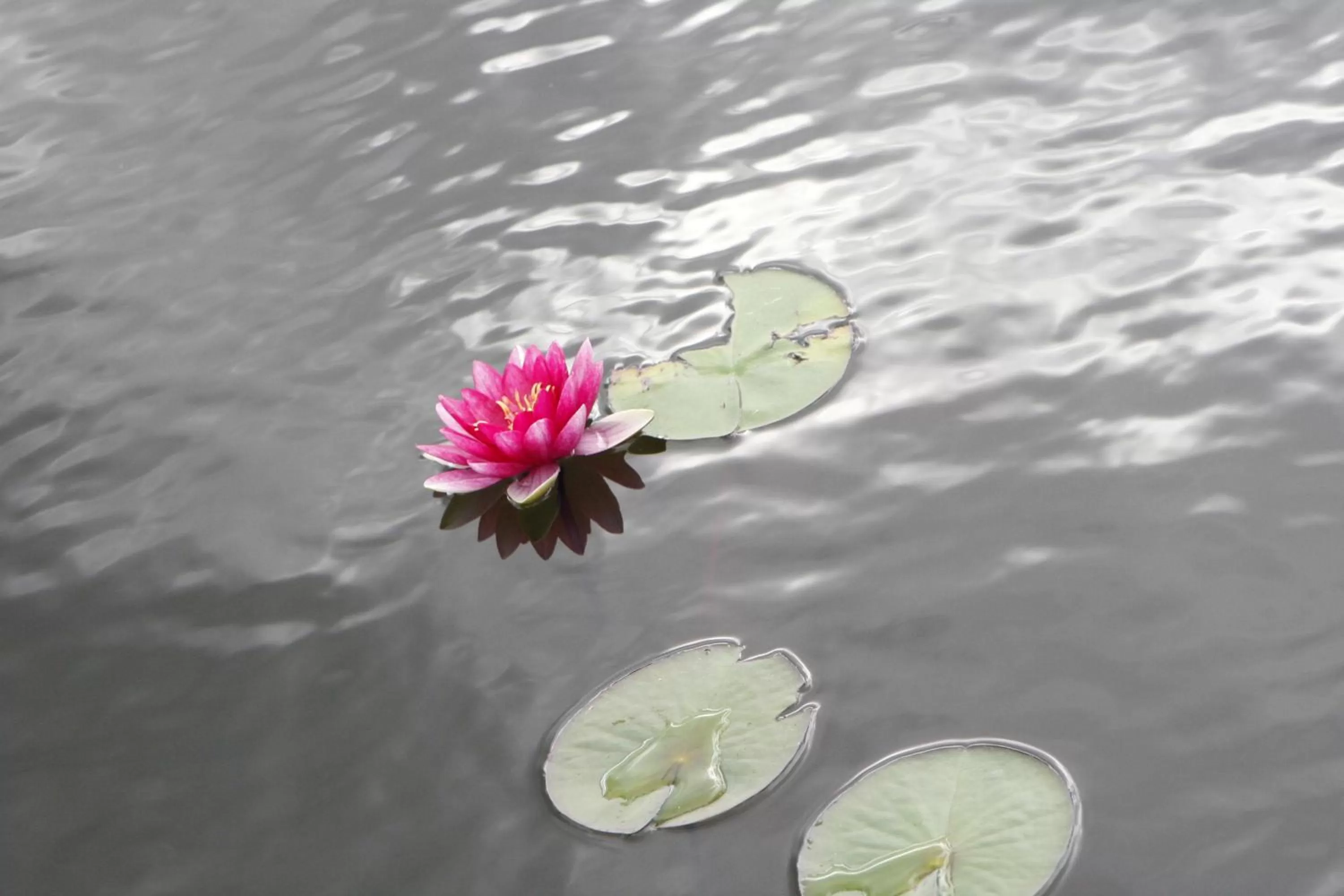 Other, Other Animals in Stary Tartak