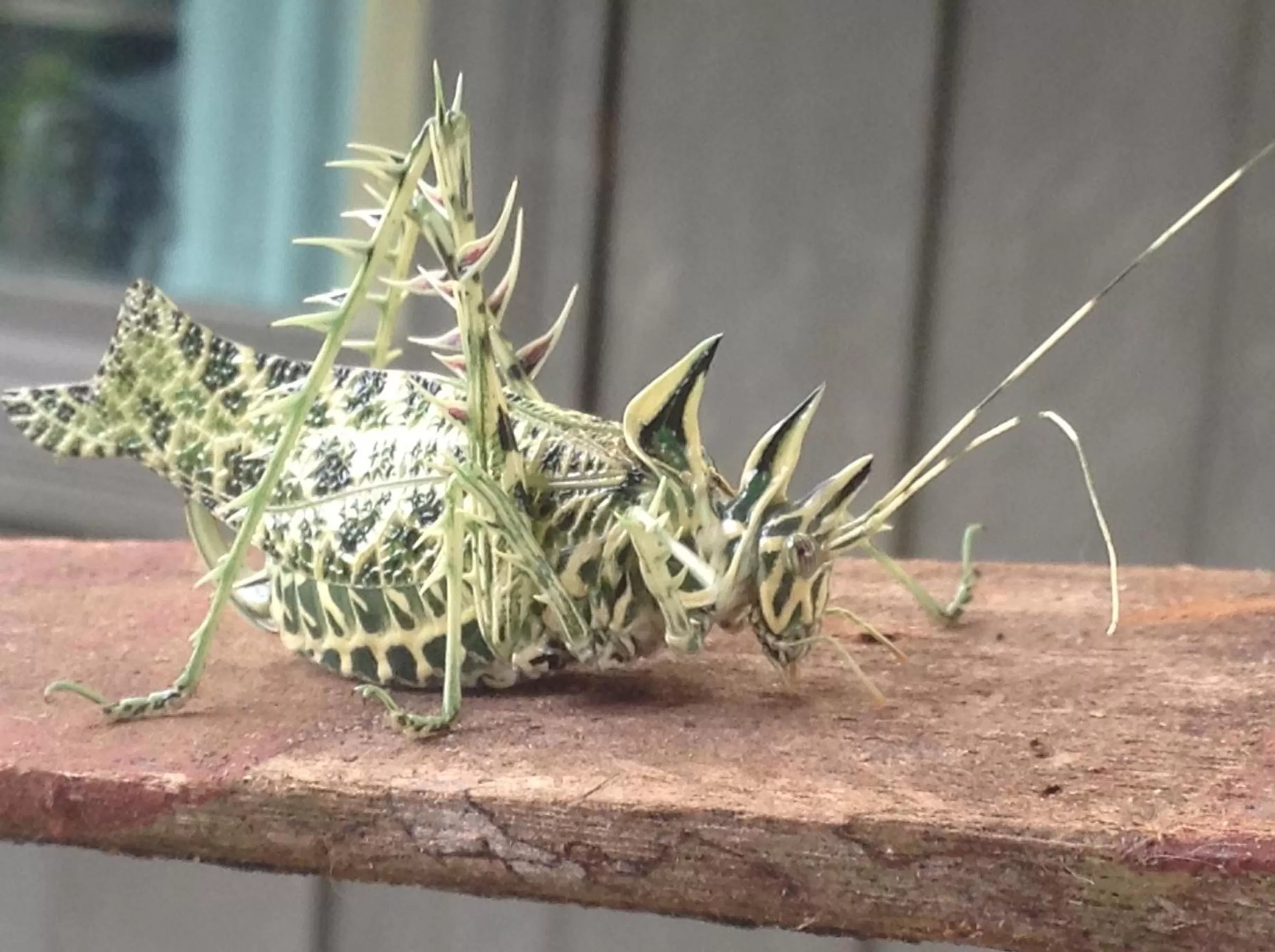 Other Animals in The Lodge at Reventazon River Mountain Ranch