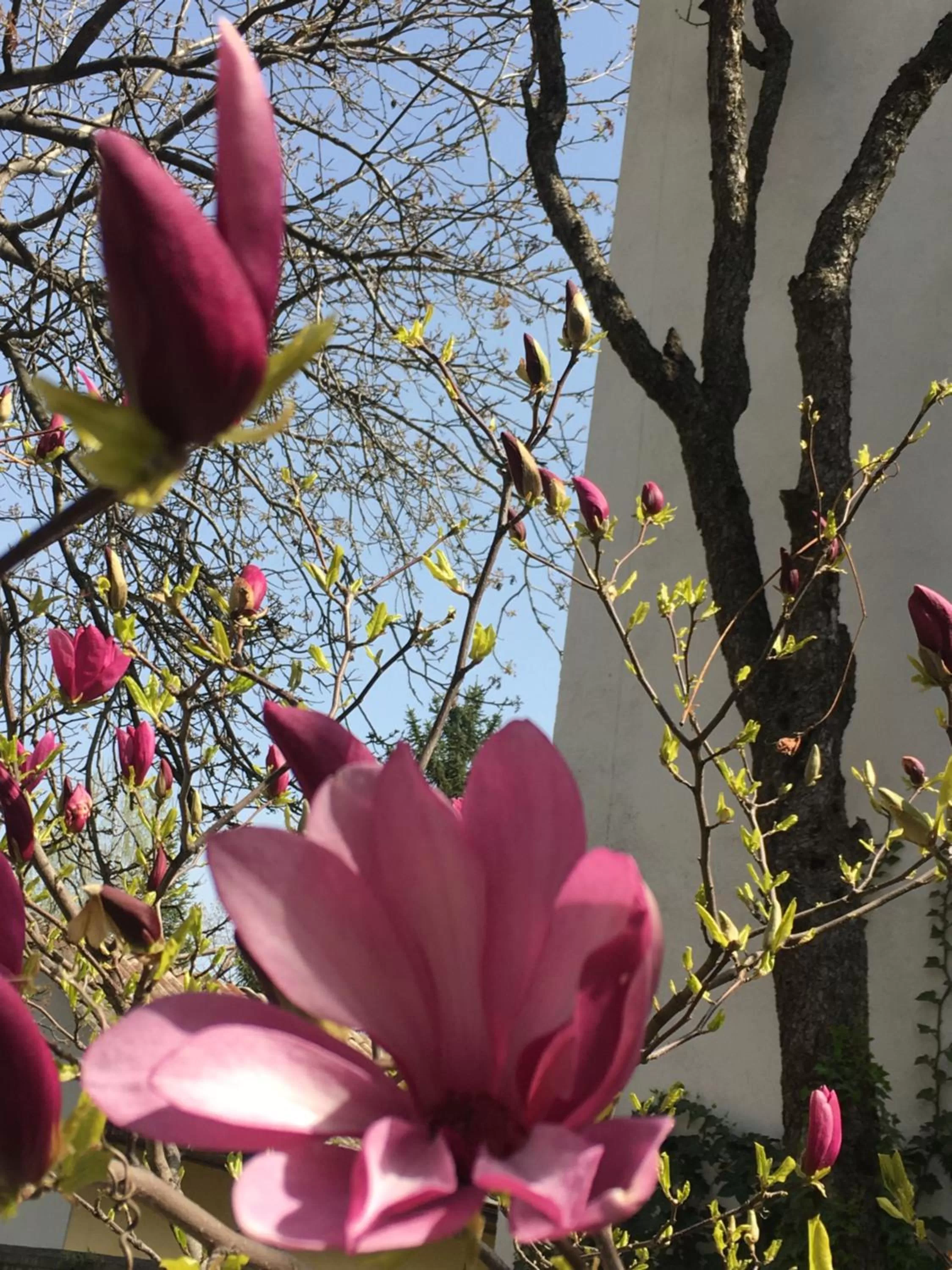 Garden view in Grand Boutique Hotel