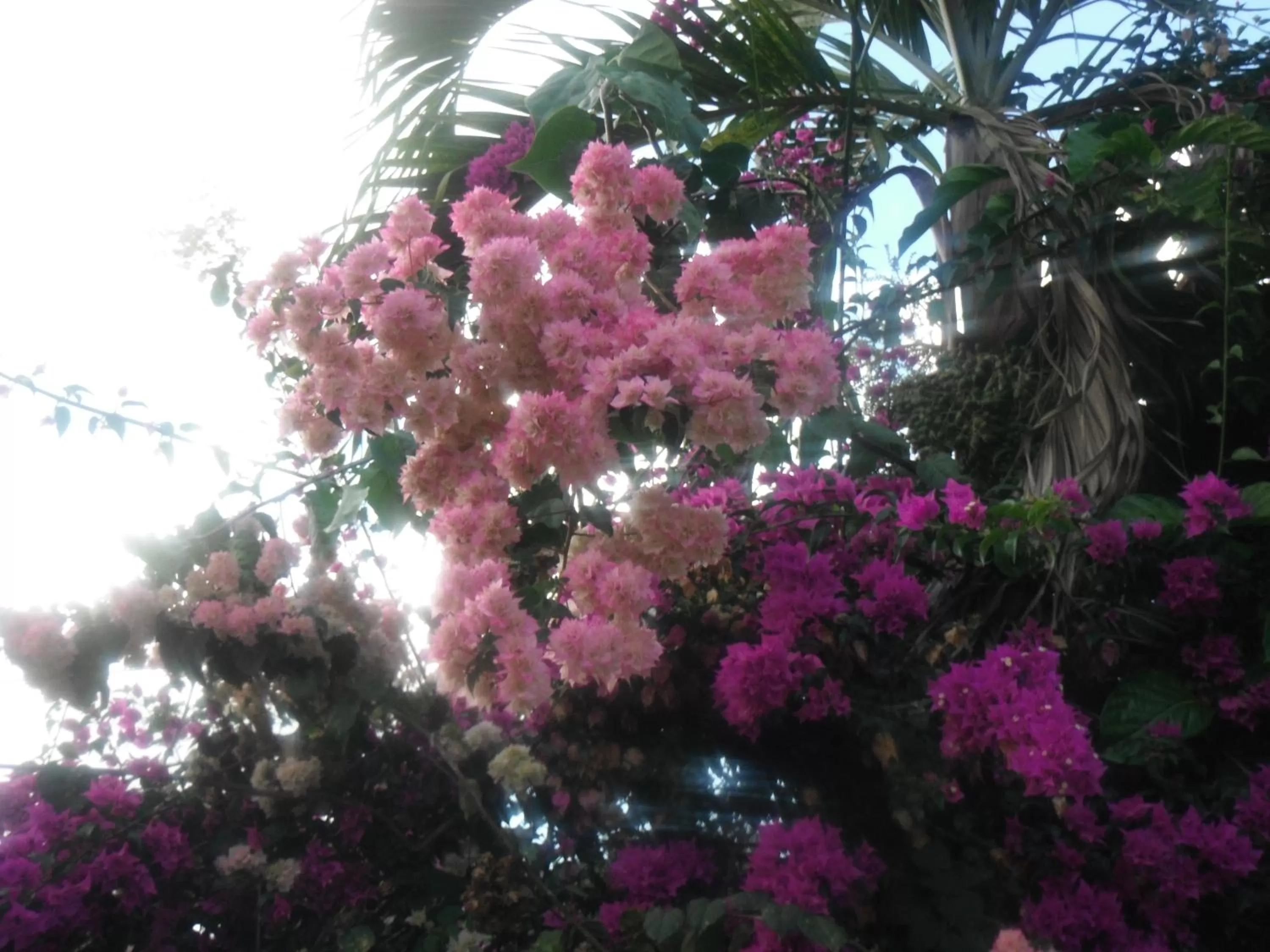 Bird's eye view, Garden in Classique International in Dominica