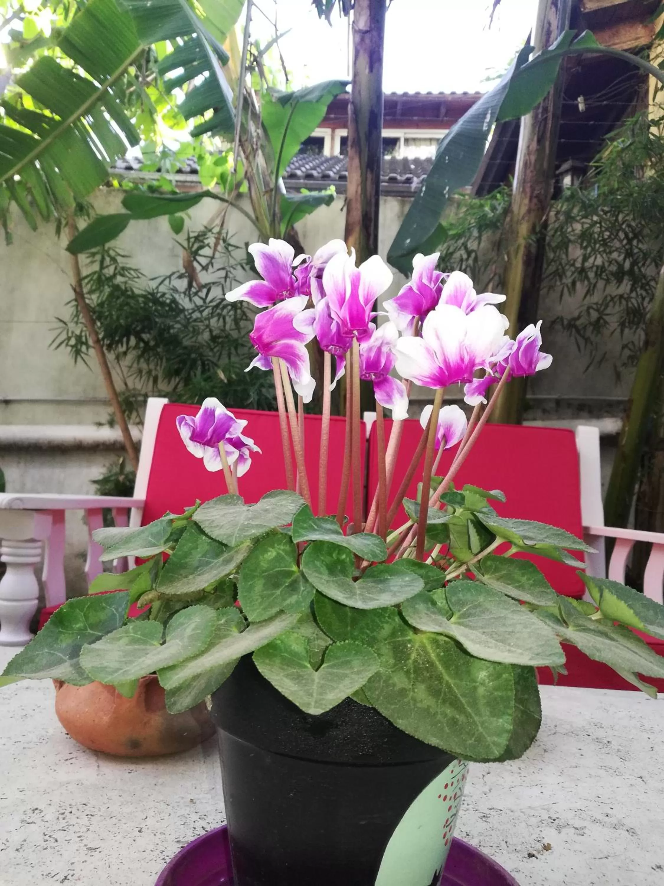 Casablanca Boutique Hotel Adrogué