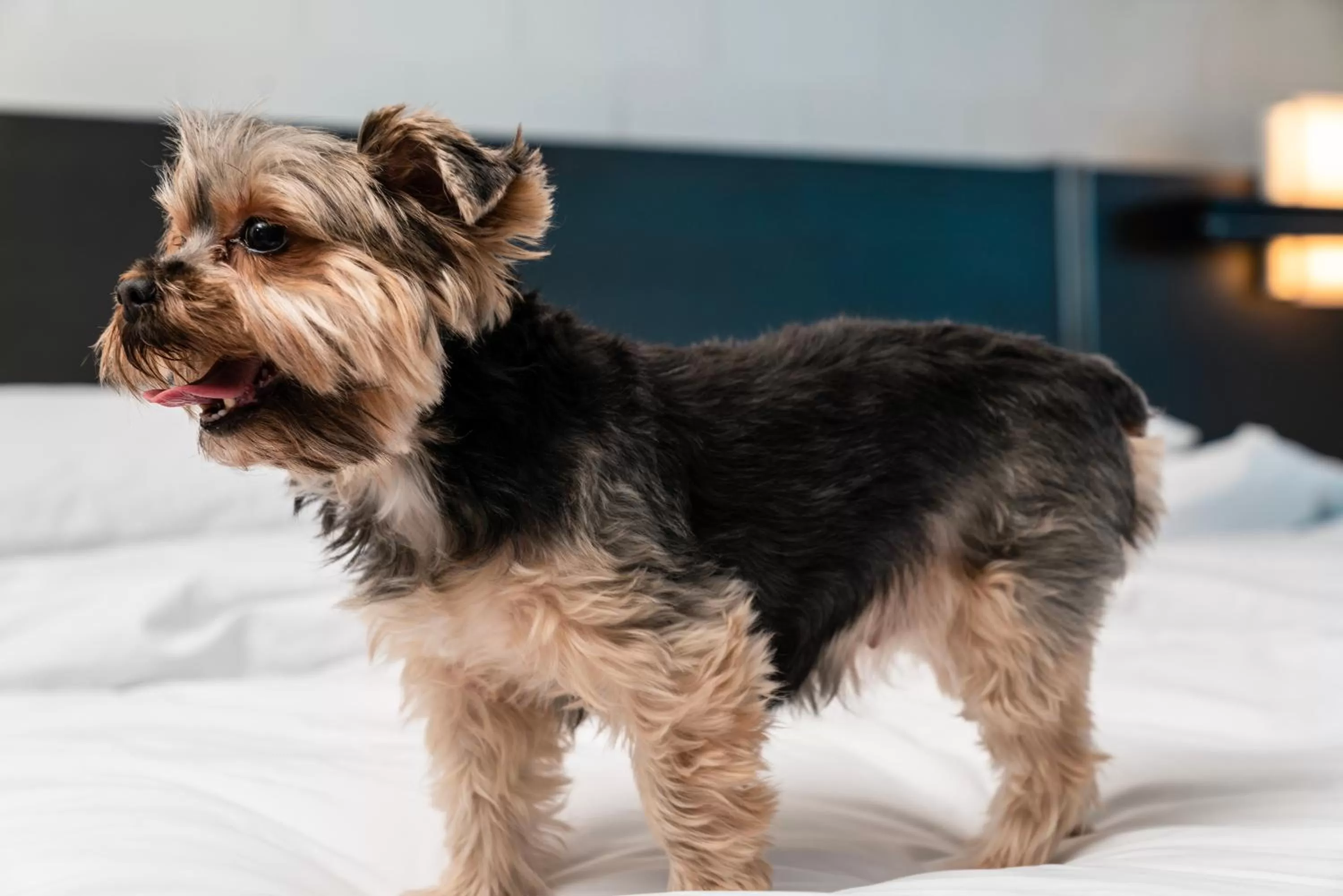 Pets in Hyatt Centric Brickell Miami