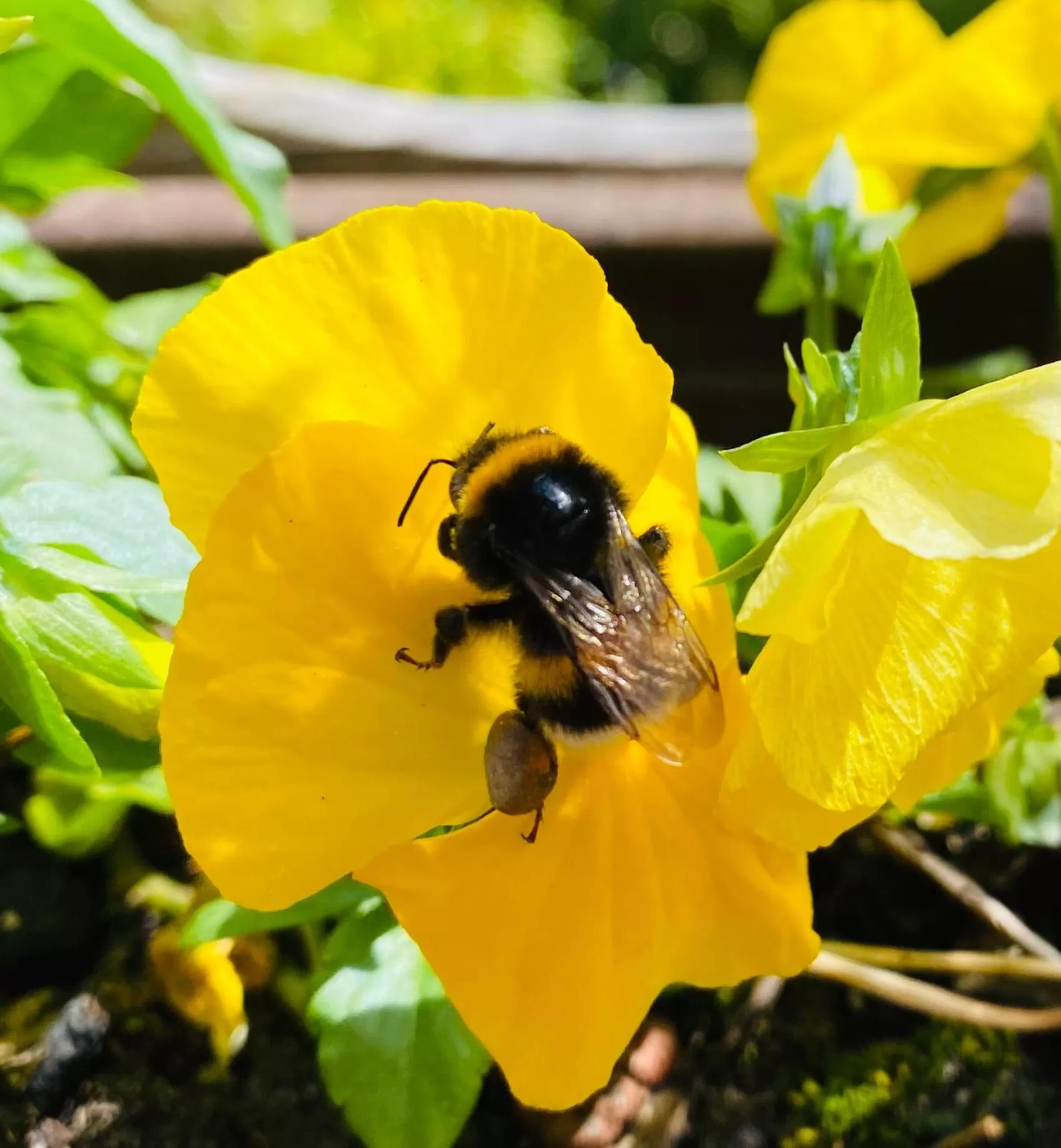 Other Animals in Davaa's Bed & Breakfast