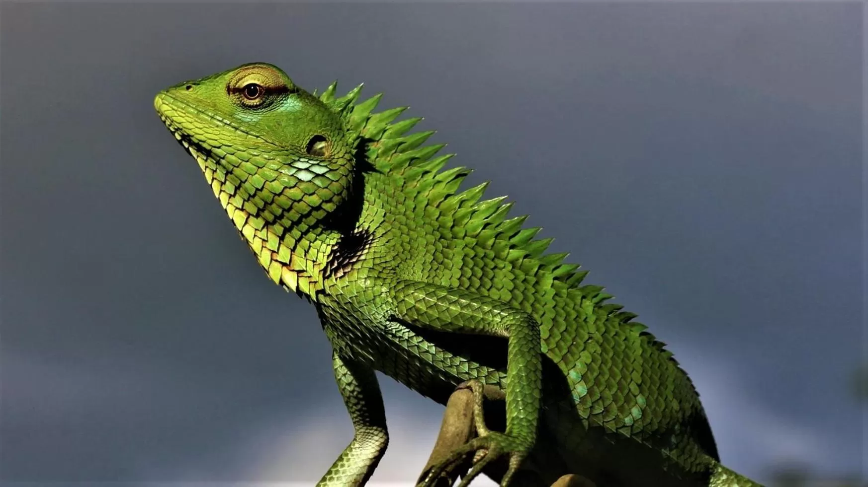 Other Animals in The Spice House Mirissa