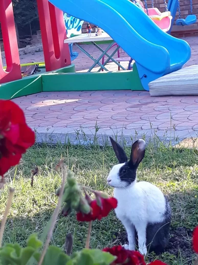 Children play ground, Other Animals in Drini Hotel
