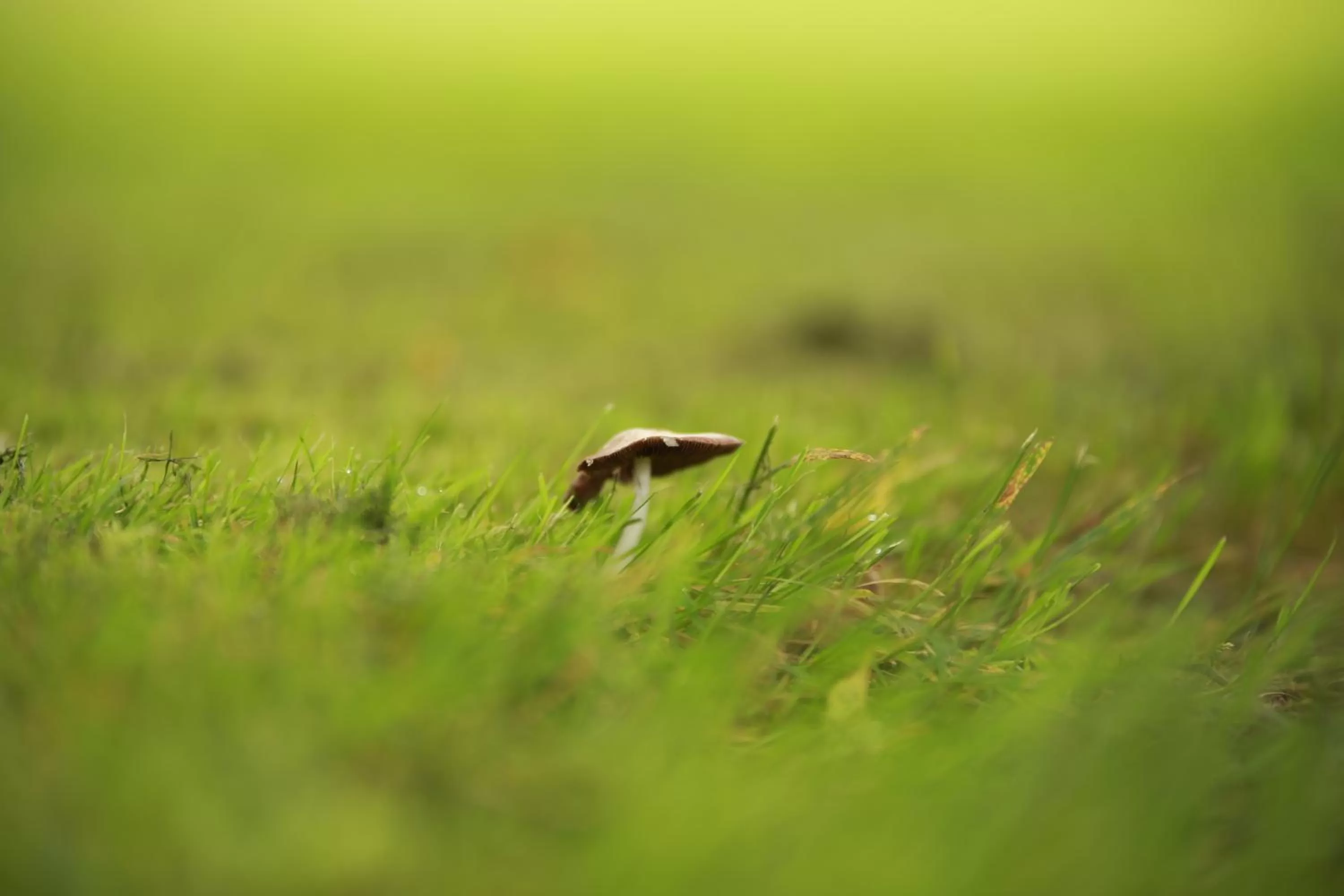 Garden in Les Rêves de Flamboin