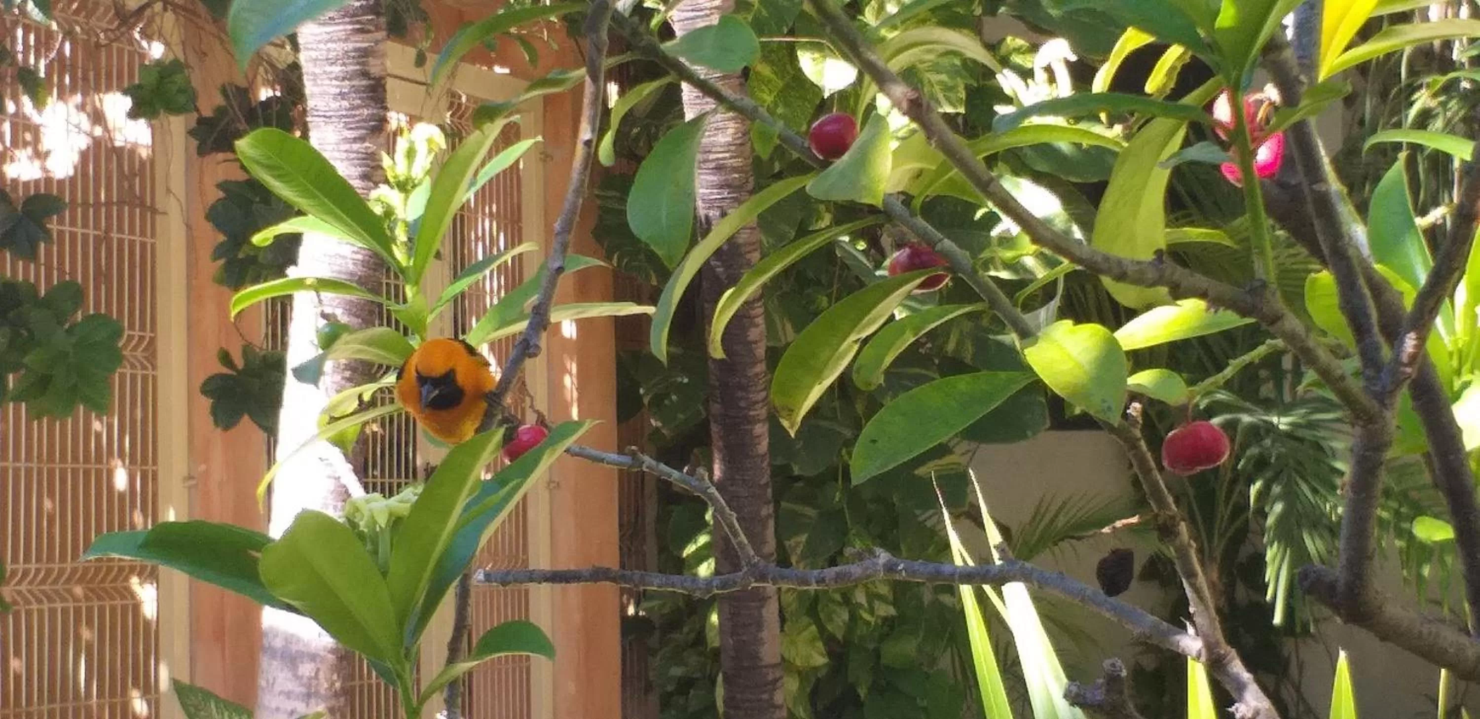 Garden in Posada Sian Kaan Playa del Carmen - Wellness Oriented Hotel