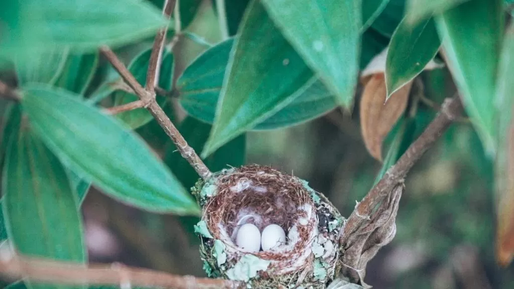Garden in Hotel Vista del Cerro