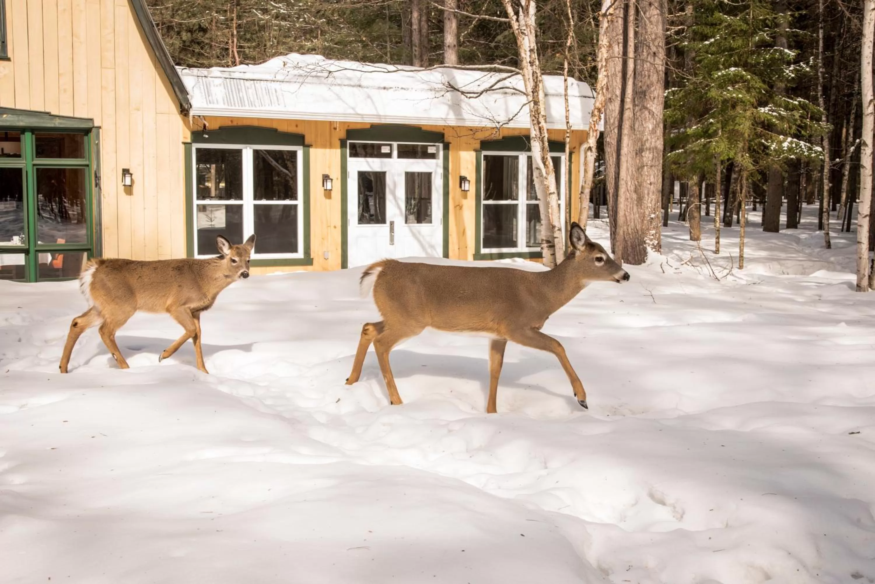 Auberge le Cosy Tremblant