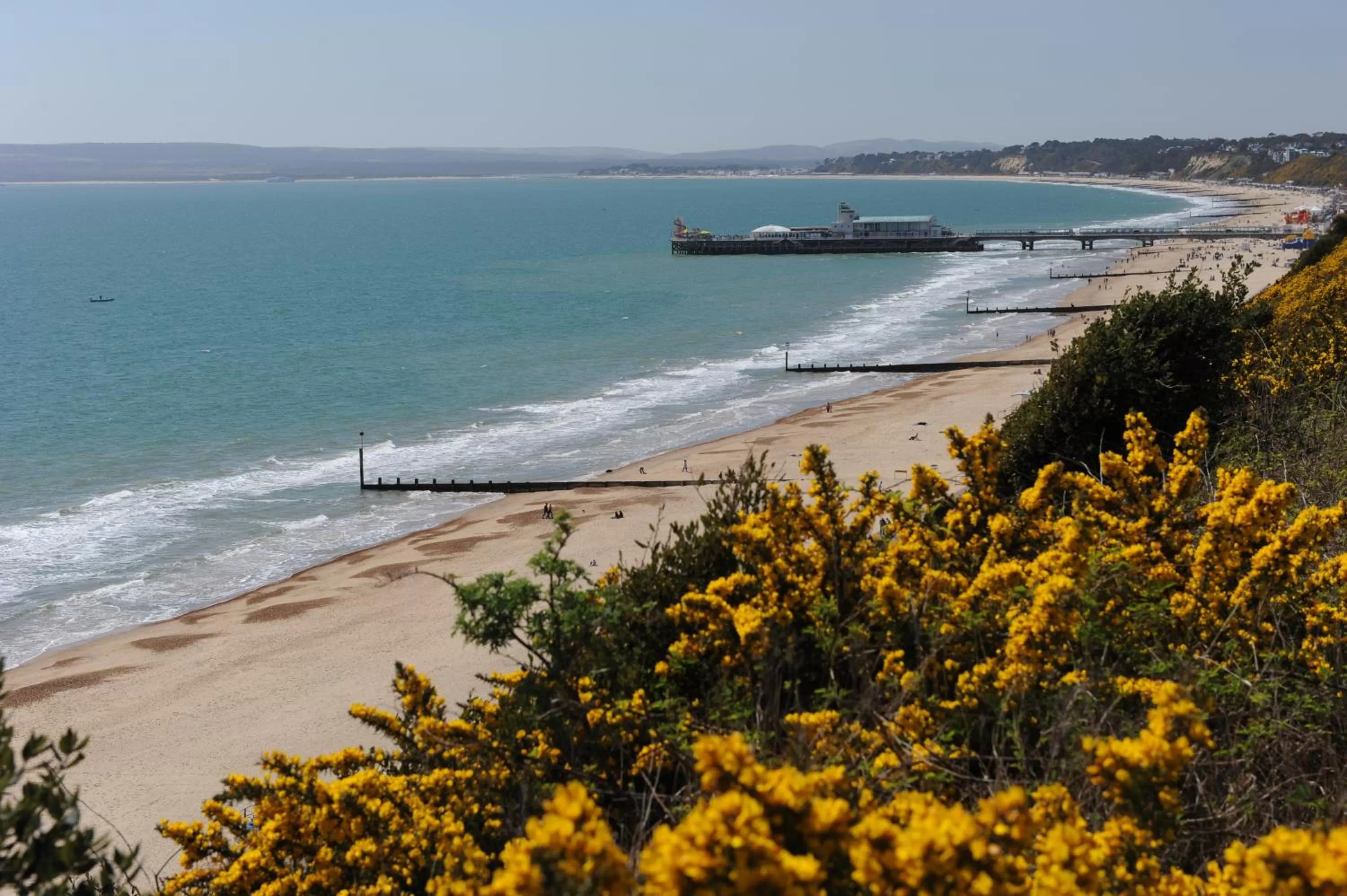 Pets in Suncliff Hotel - OCEANA COLLECTION