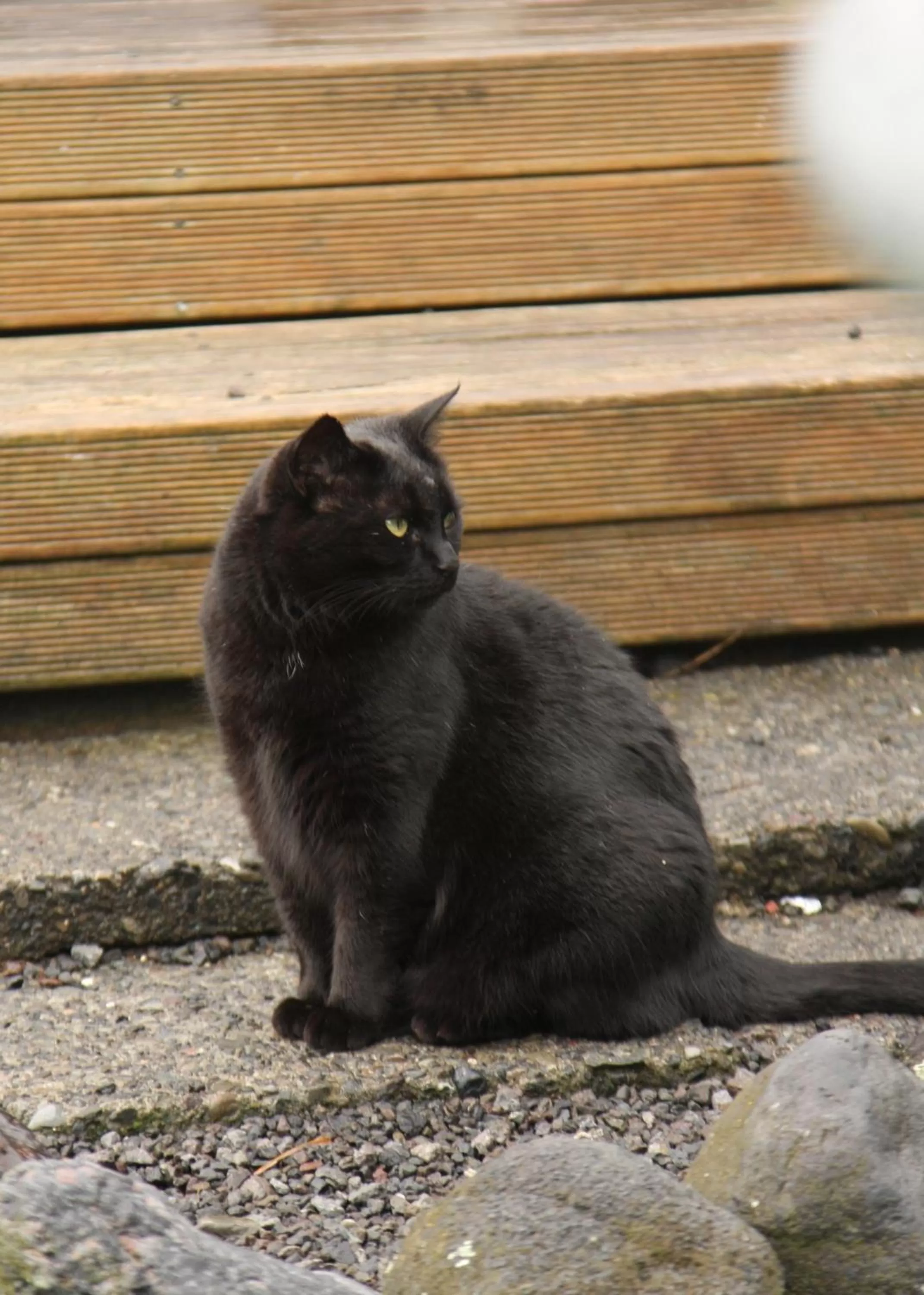 Day, Pets in Tony's Lodge