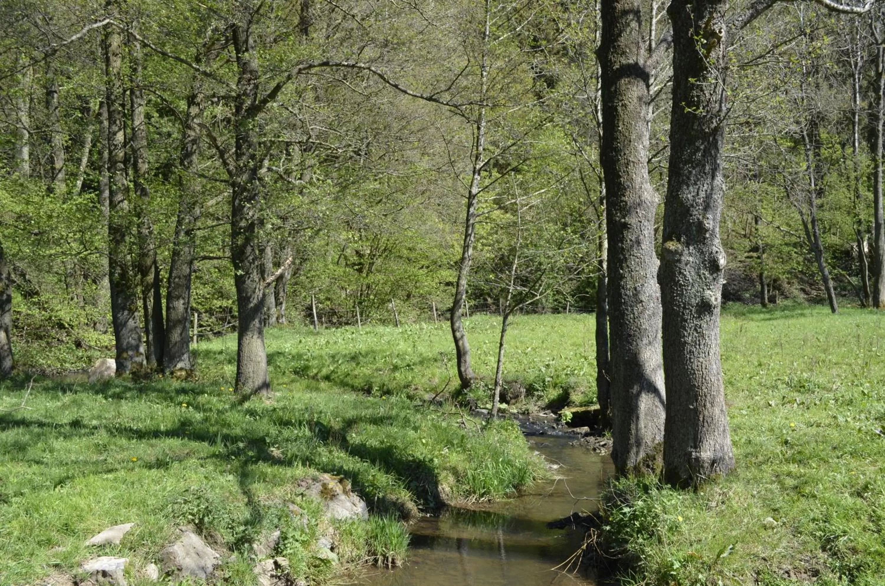 Natural landscape in Sunrise B&B Hellenthal