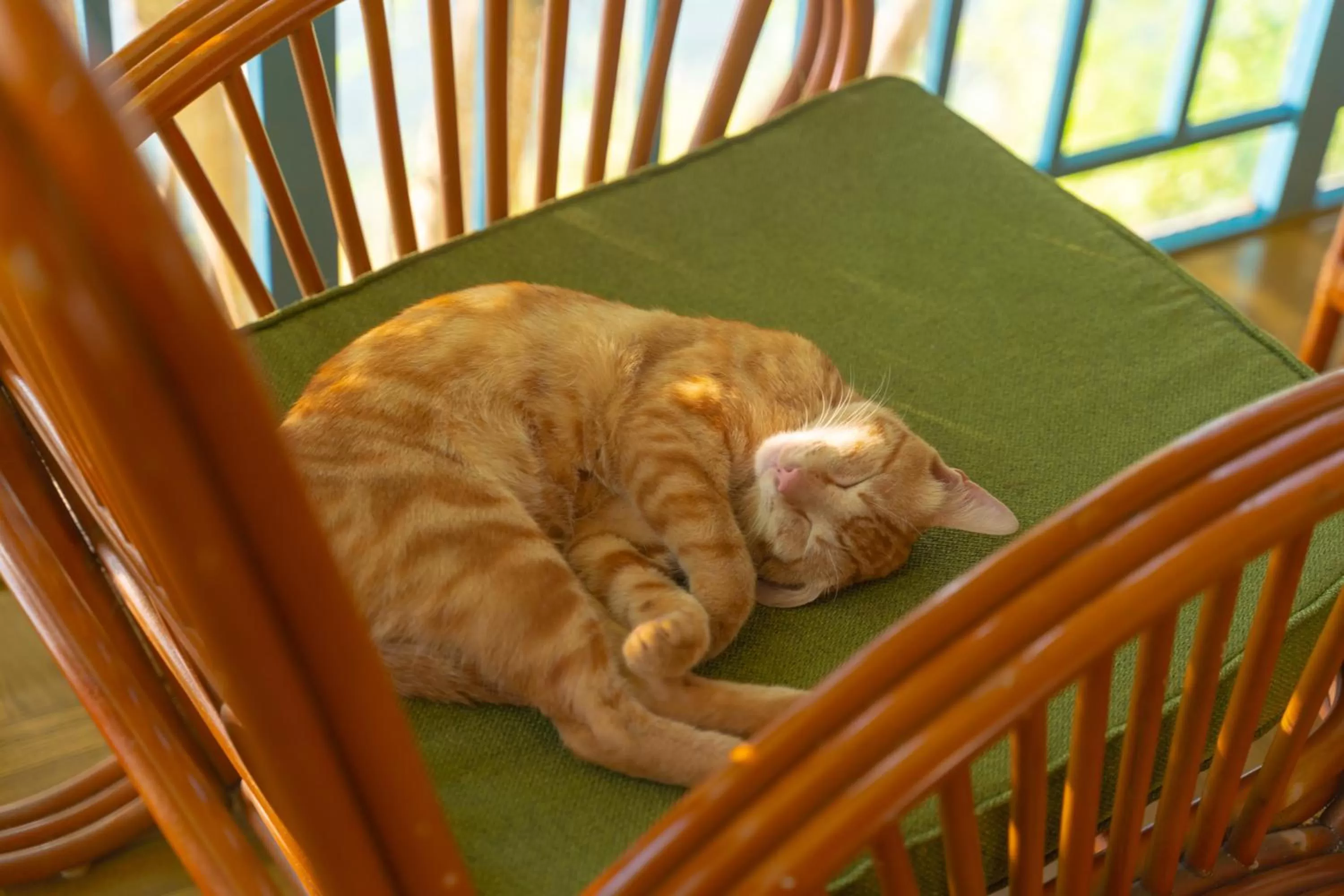 Animals in The Lake House Dalat