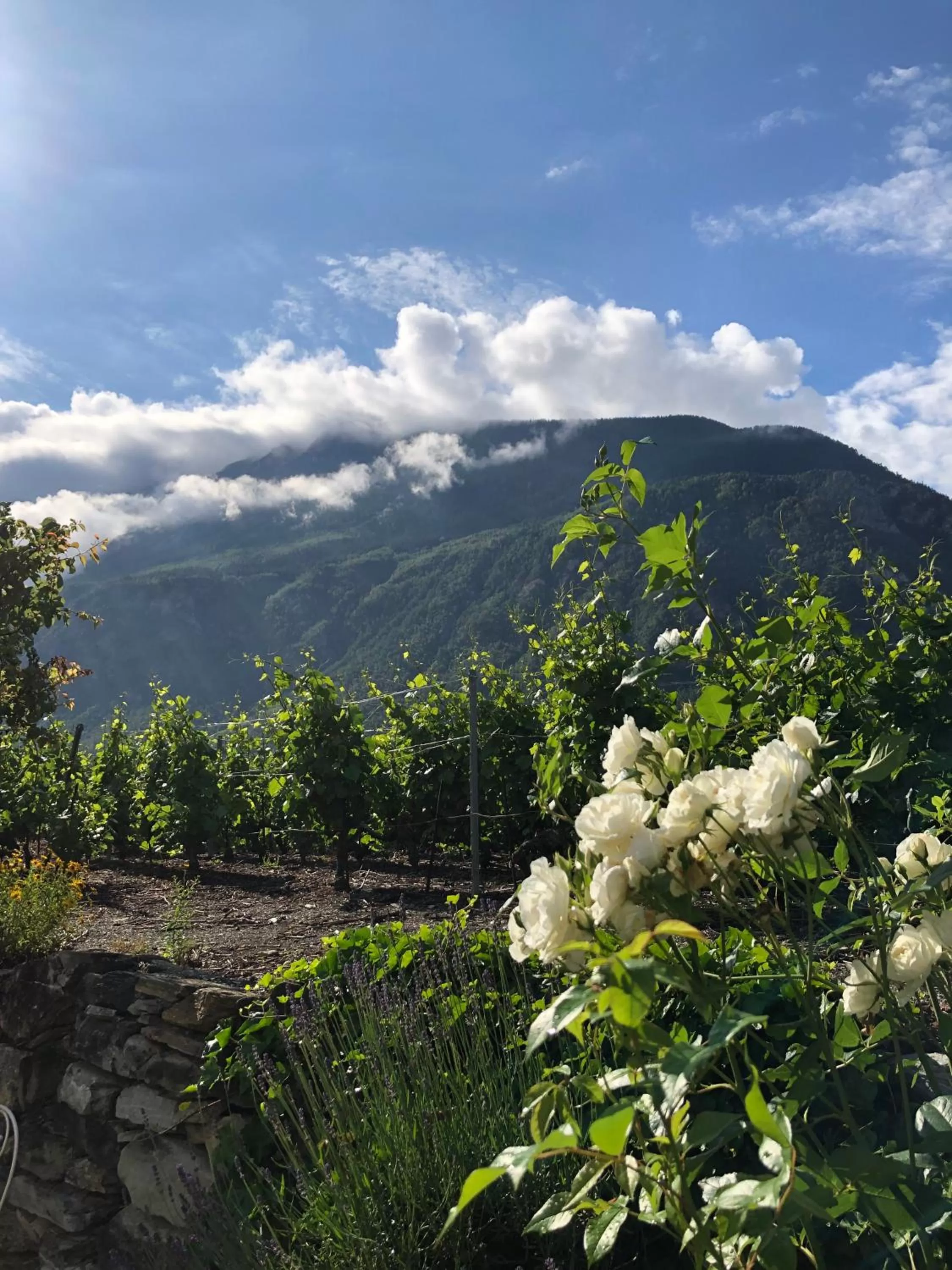 Garden in BnB Chantevent