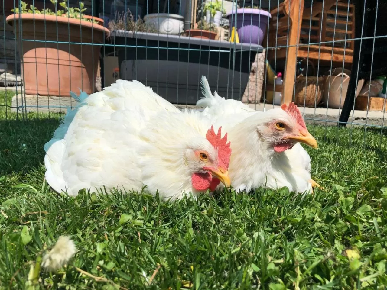 Activities in Hotel La Grange - Animal Chic Hotel