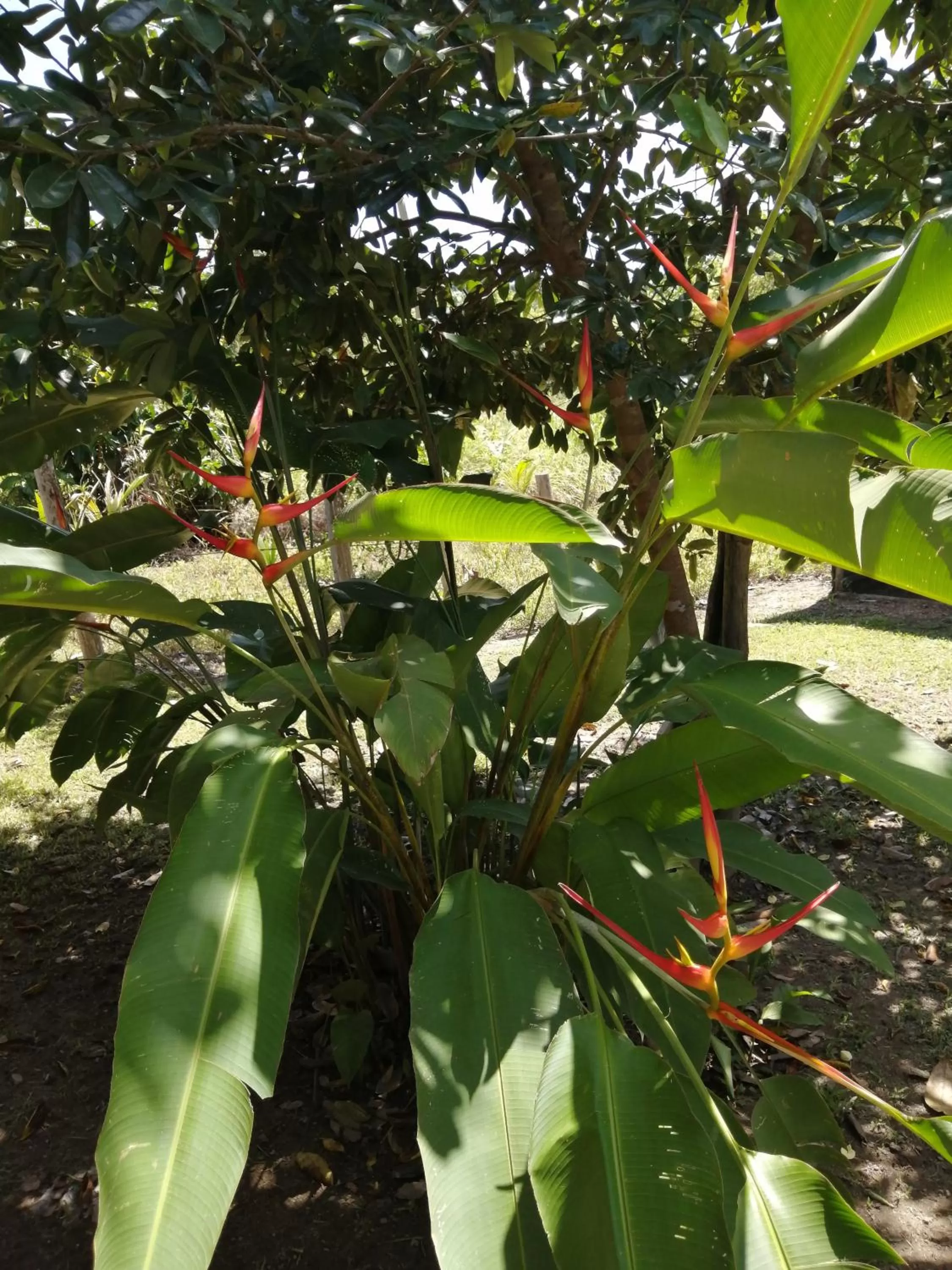 El Gecko Hotel & Tours