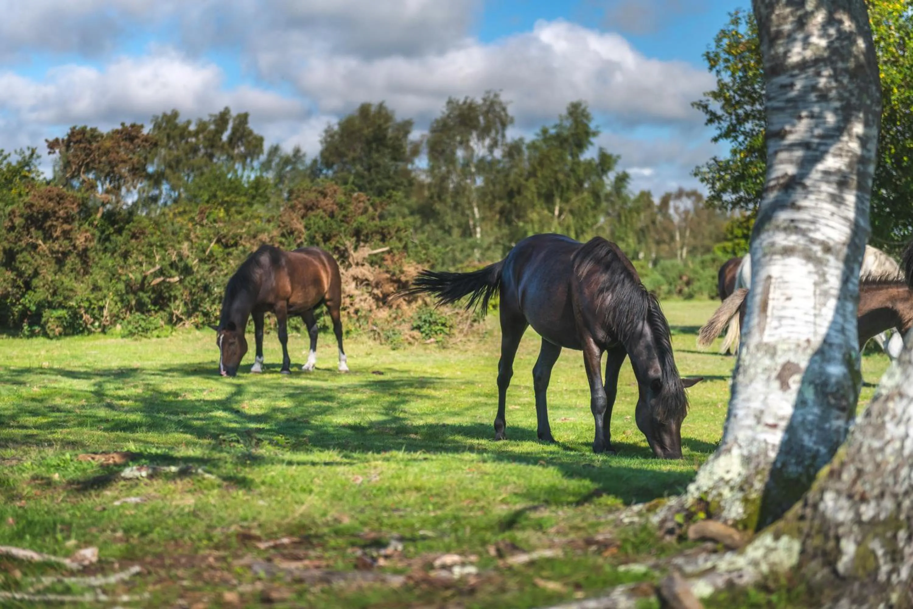Animals in Burley Manor