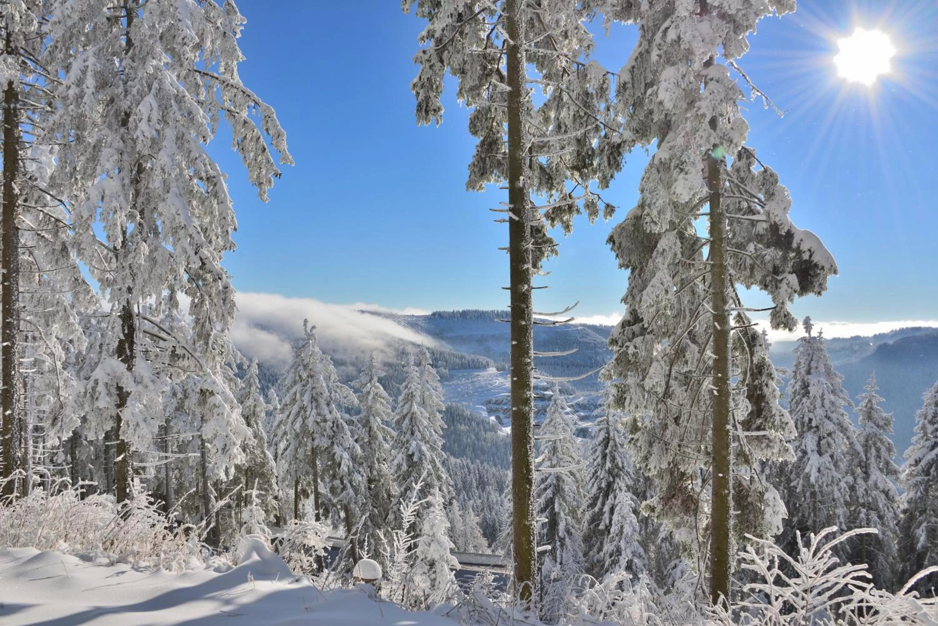 Natural landscape, Winter in RelaxHotel Tannenhof