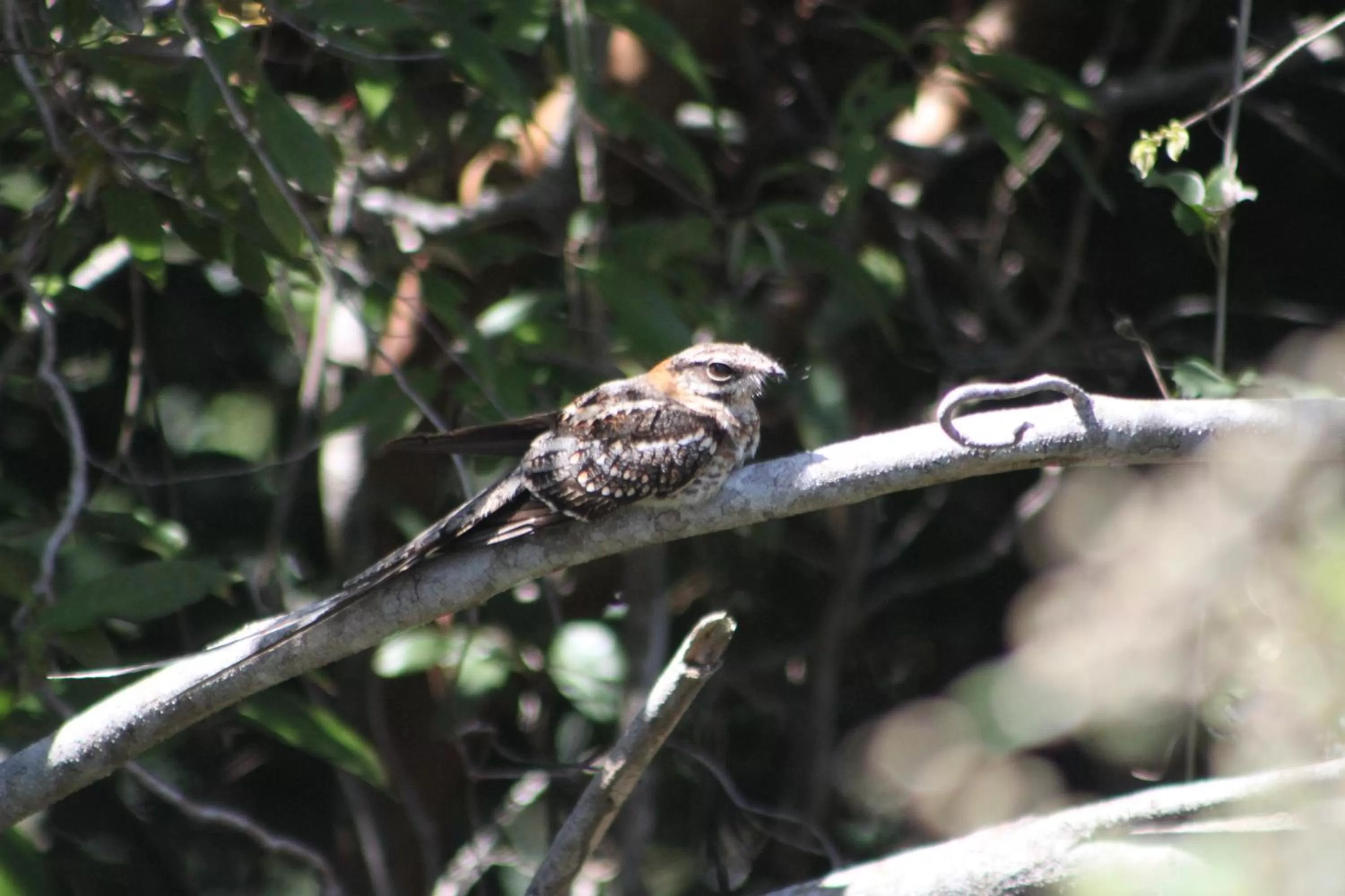 Hiking, Other Animals in Pousada da Rosa