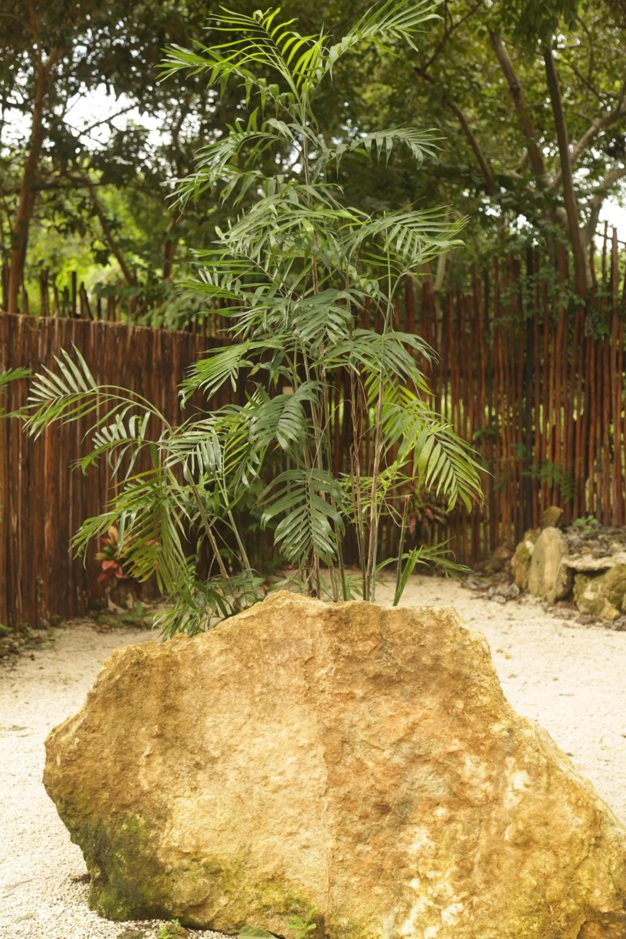 Garden in Mi Kasa Tu Kasa Bacalar