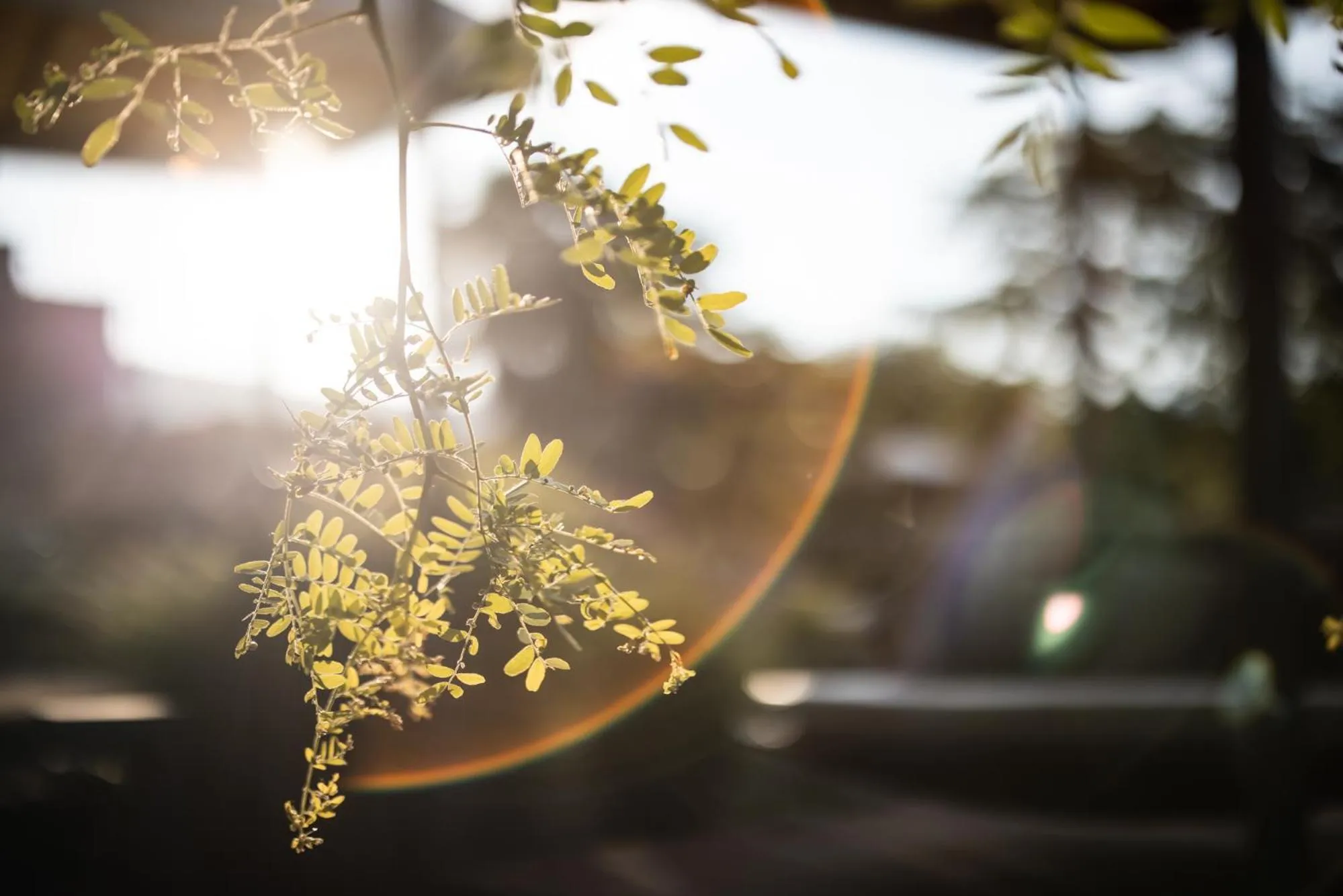 Garden in ALPIANA - green luxury Dolce Vita Hotel