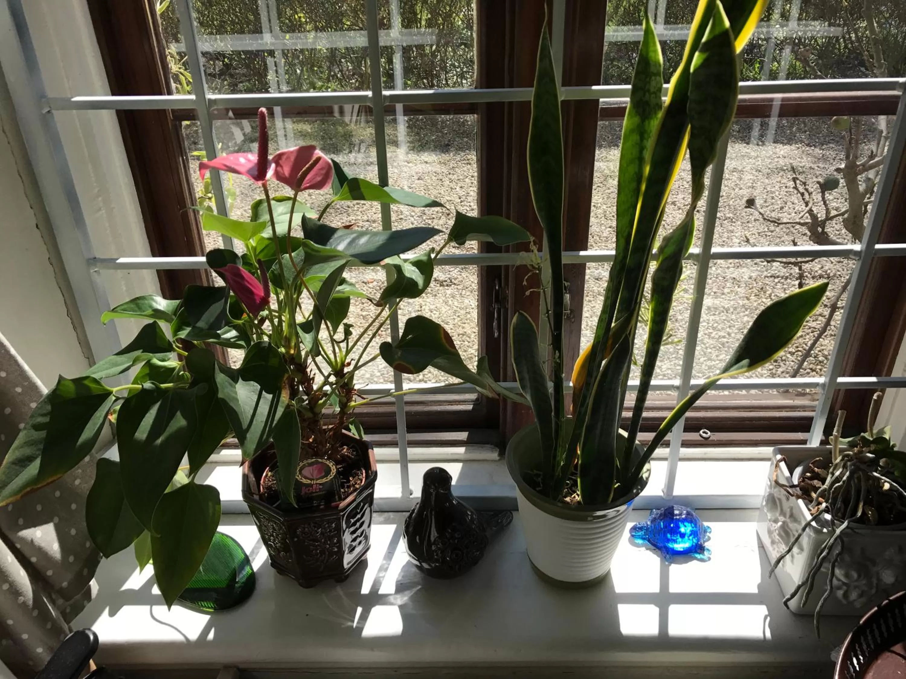 Garden view in Brunius Bed and Breakfast