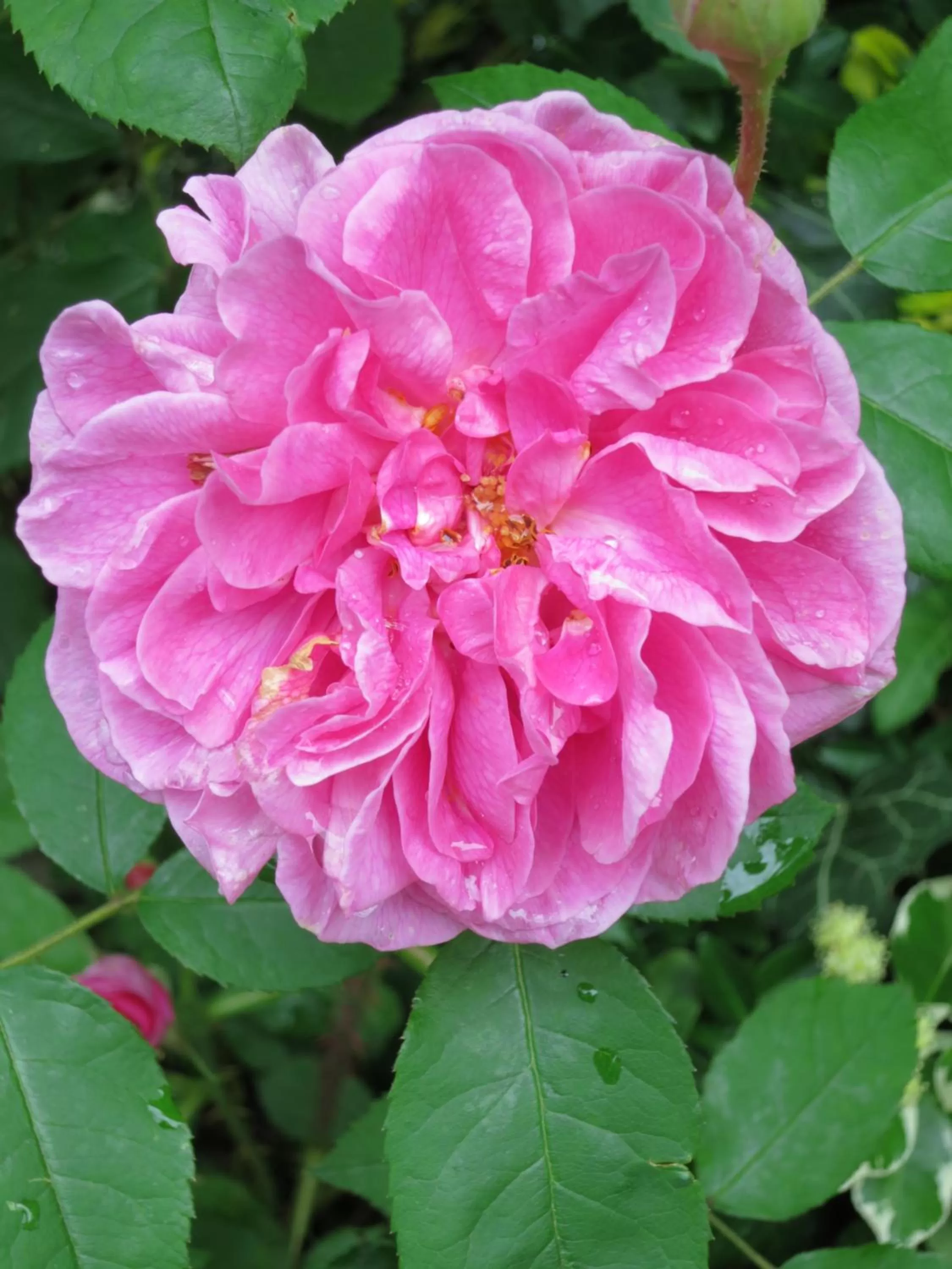 Garden in Hotel Promenade
