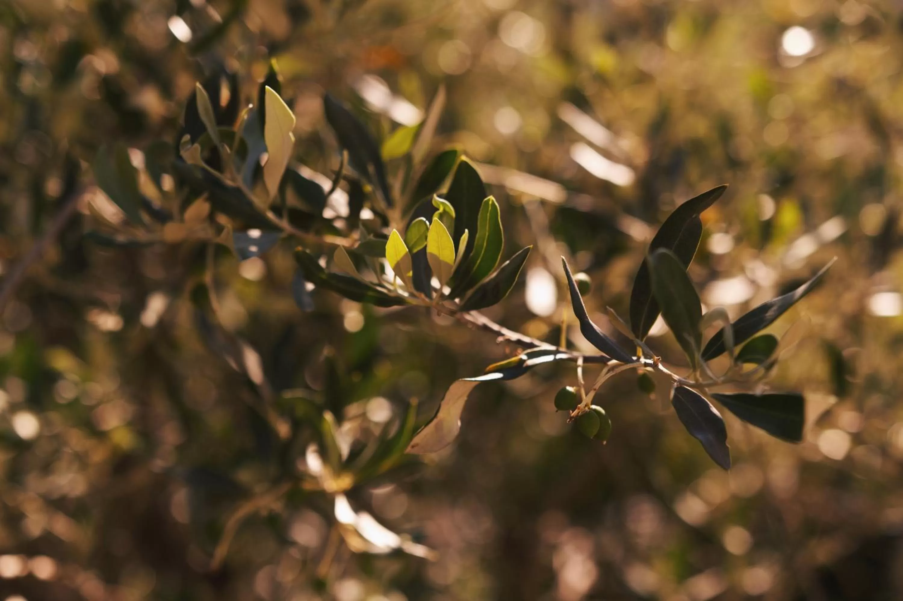 Hôtel la Fête en Provence