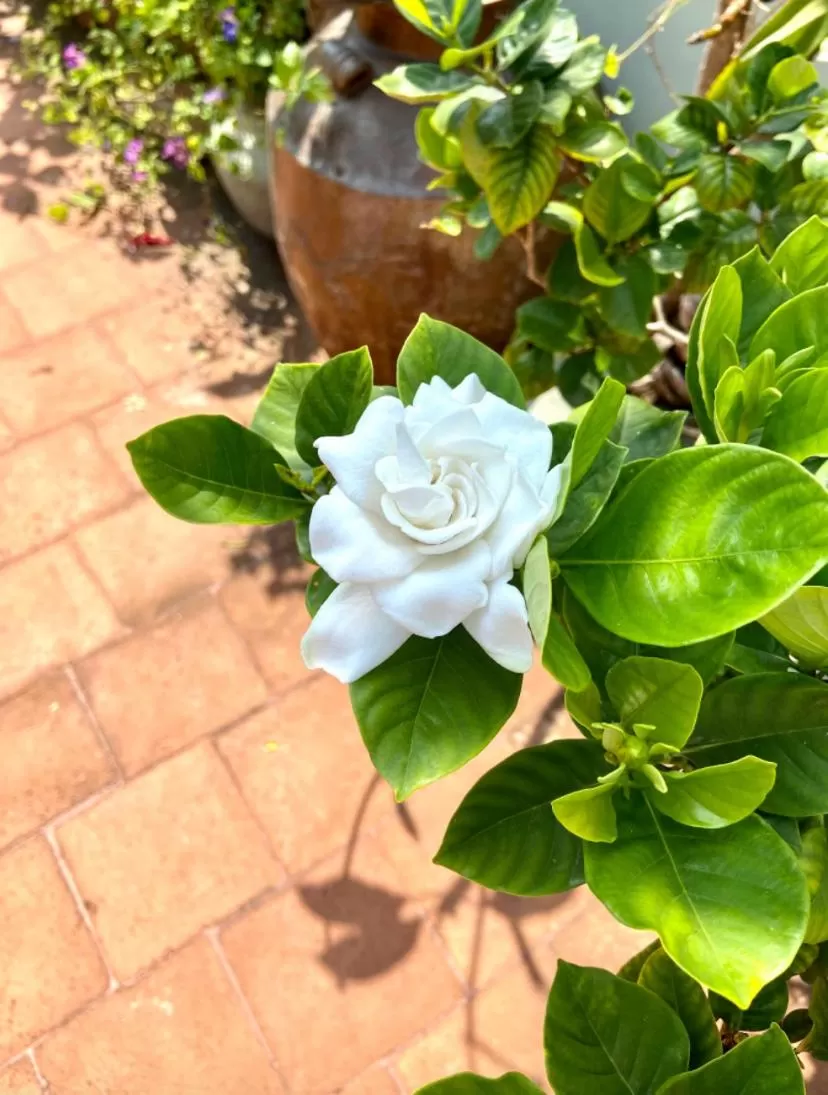 View (from property/room) in Villa Jacaranda