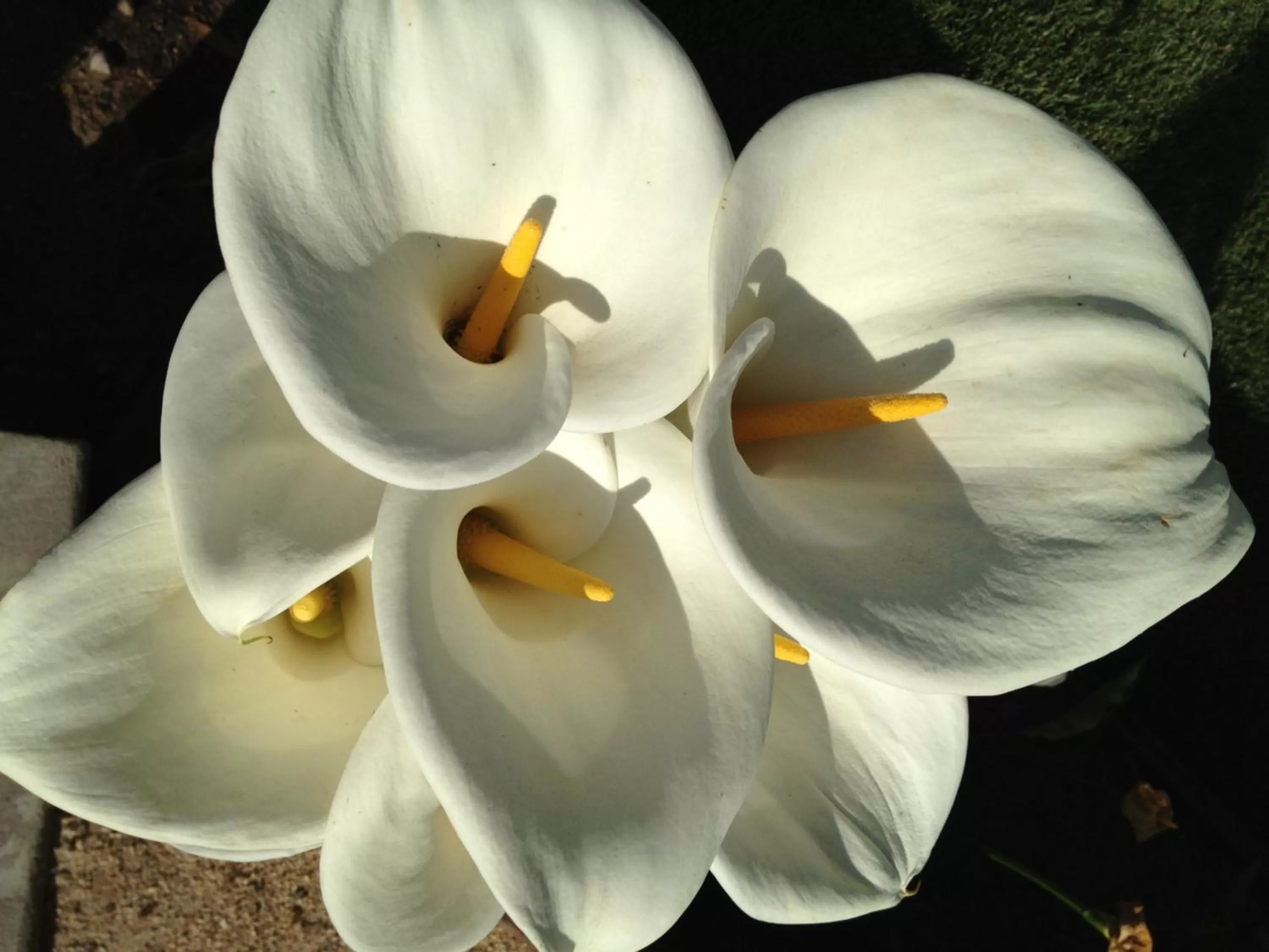 Other in Ocean Echo Inn & Beach Cottages