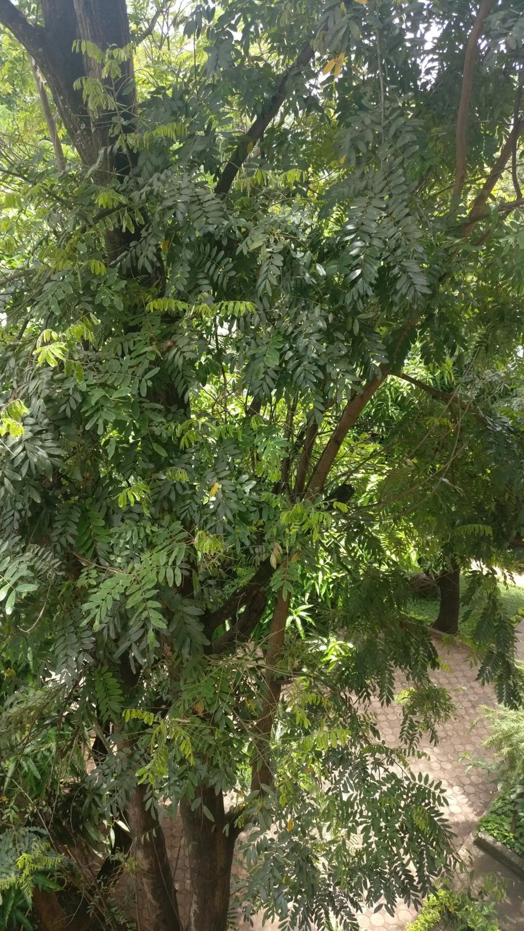 Garden in Bristol Cottages Kilimanjaro