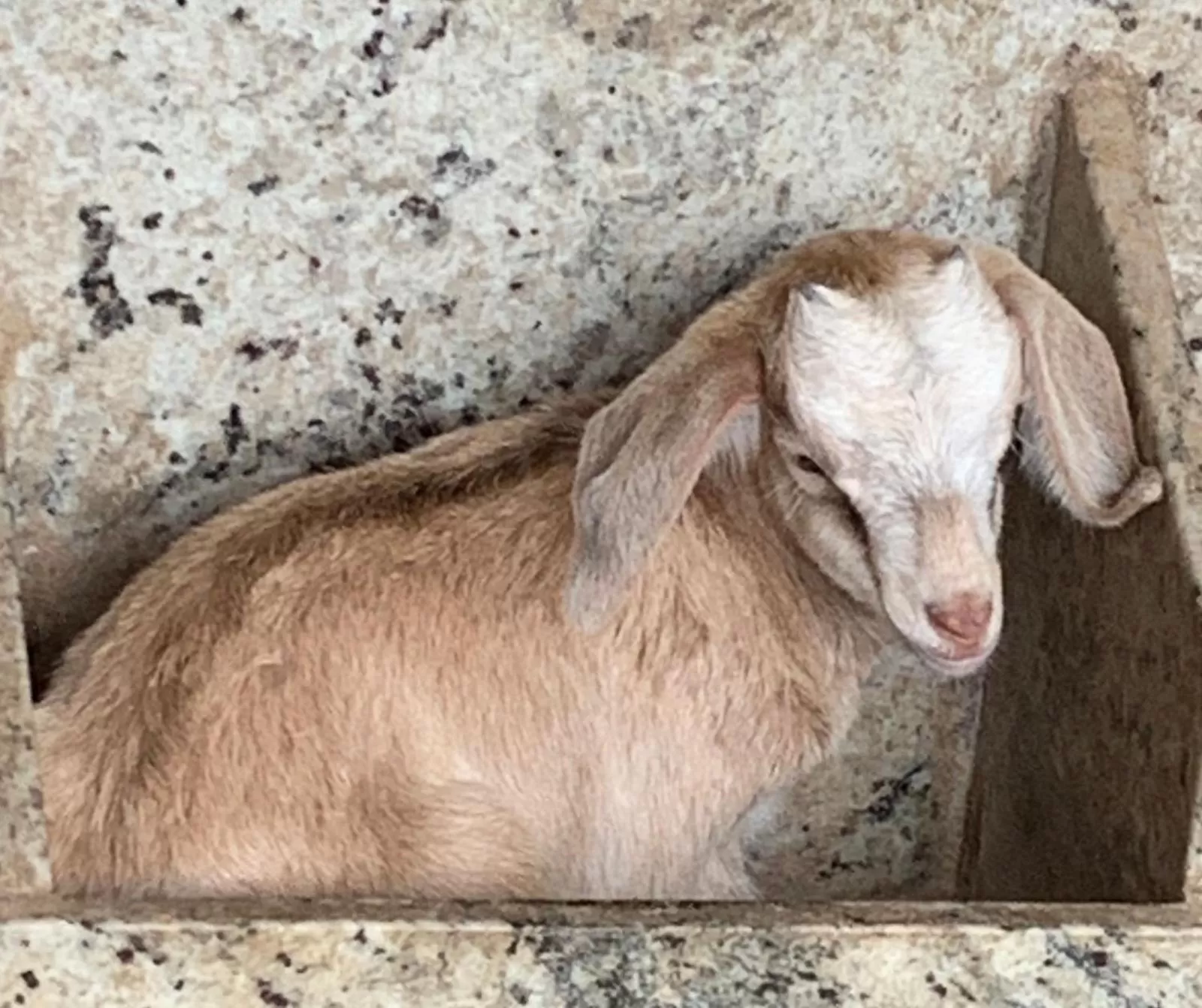 Animals, Other Animals in Pousada Fazendinha Unamar