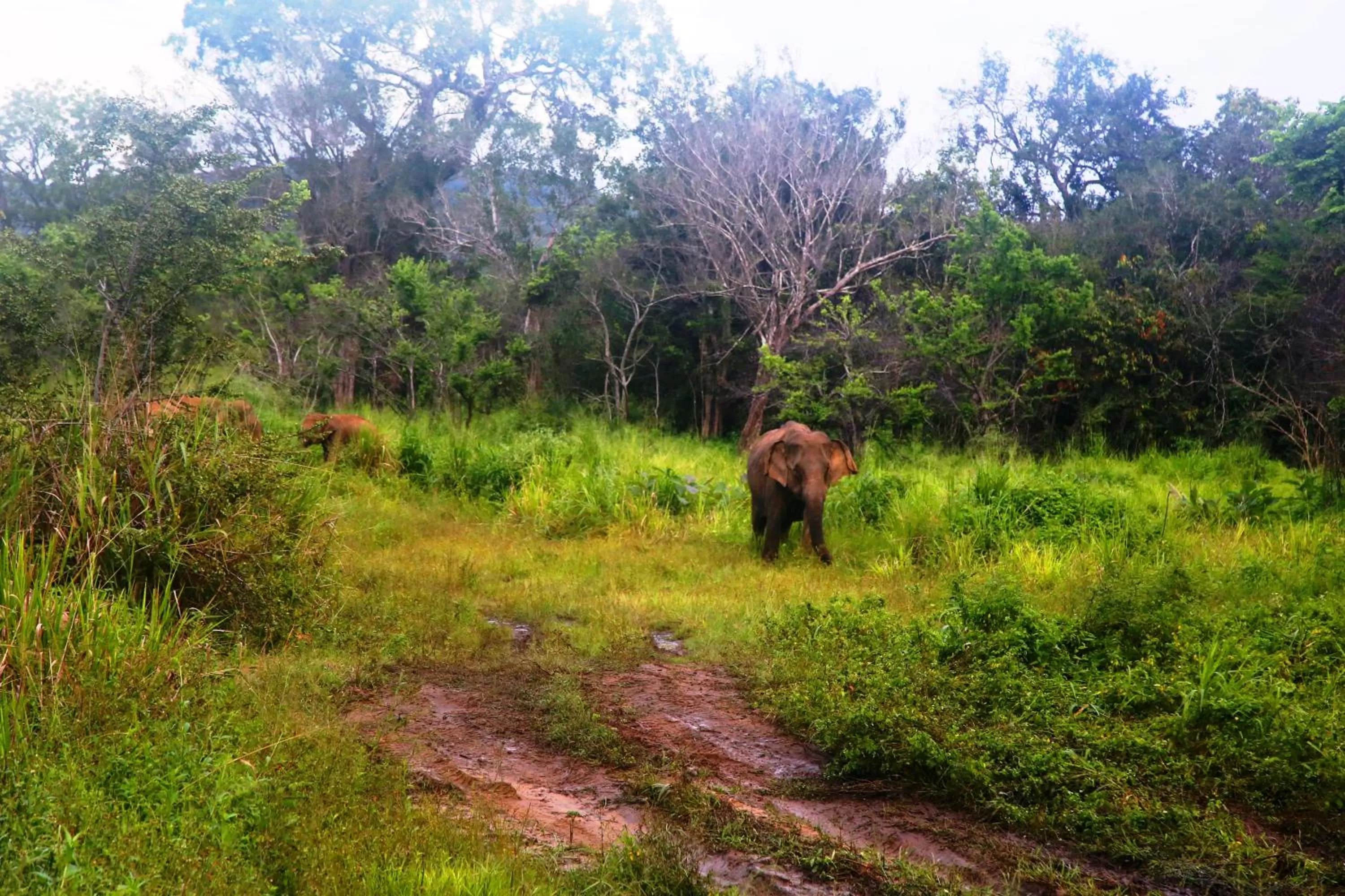 Animals, Other Animals in Honey Tree Polonnaruwa