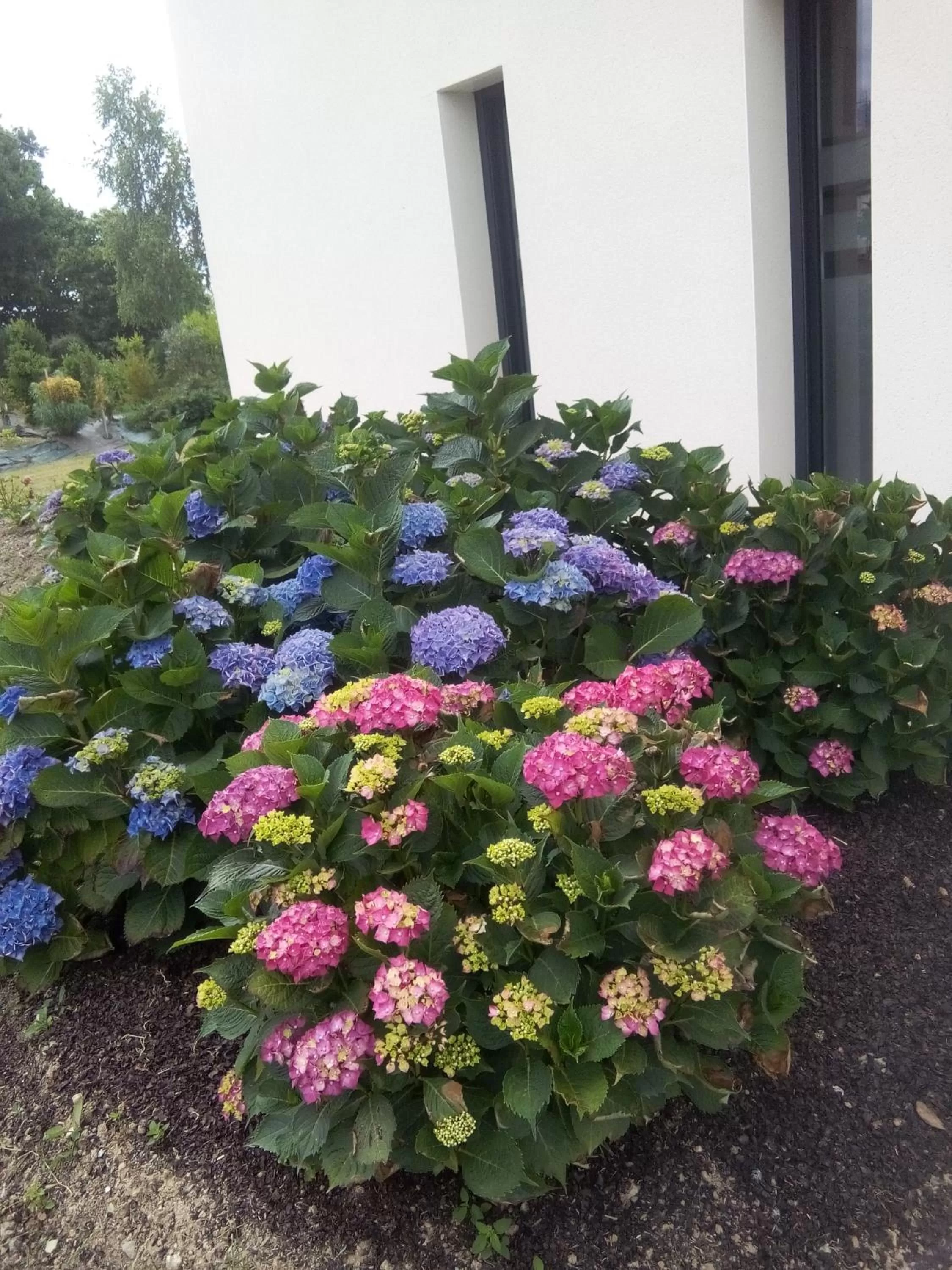 Garden in Chambre d'hôtes Les Bruyères