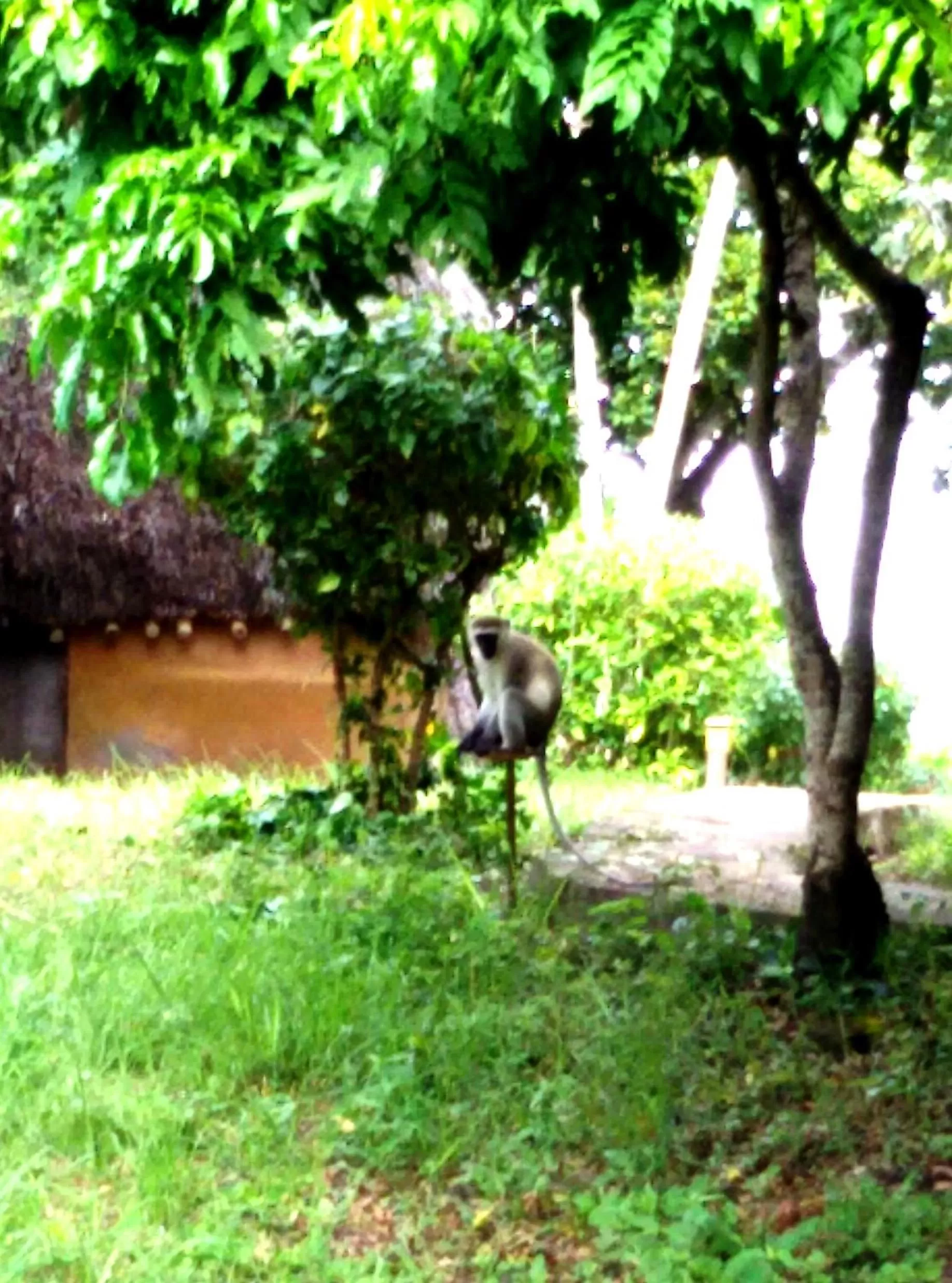 Pets, Garden in Bahari Pori Resort