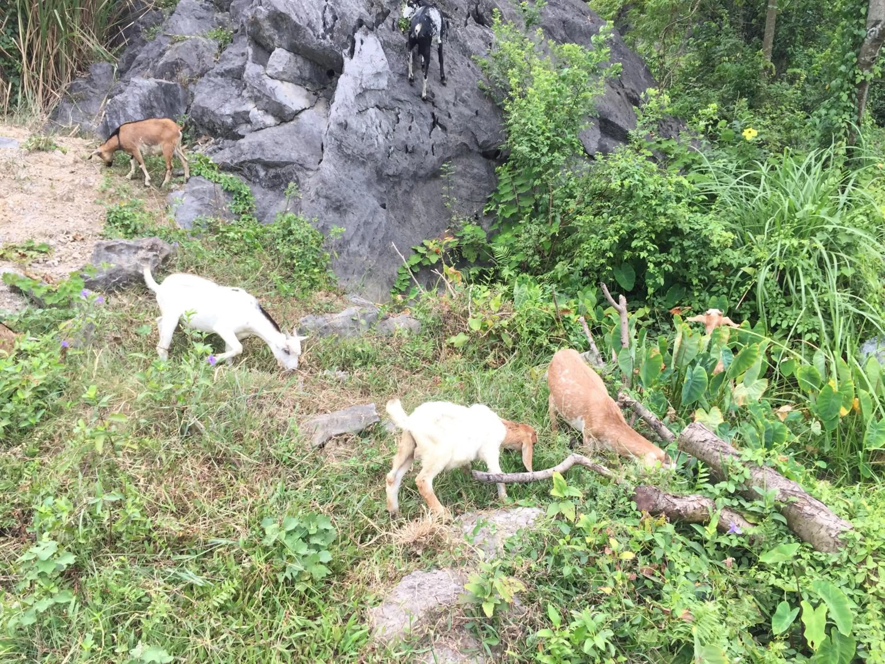 Animals in Tam Coc Vinh Thinh Homestay
