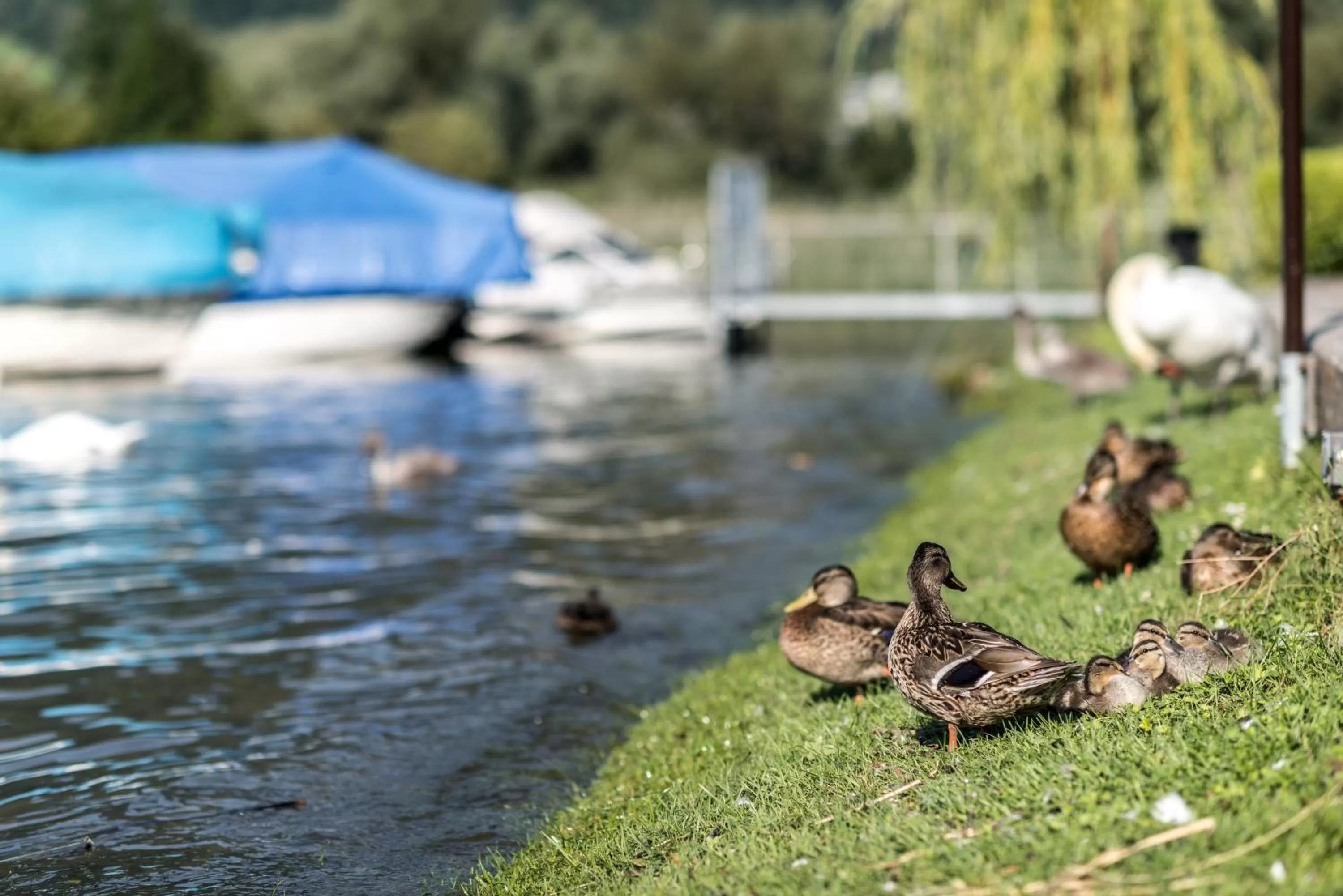 Animals in Seehotel Sternen