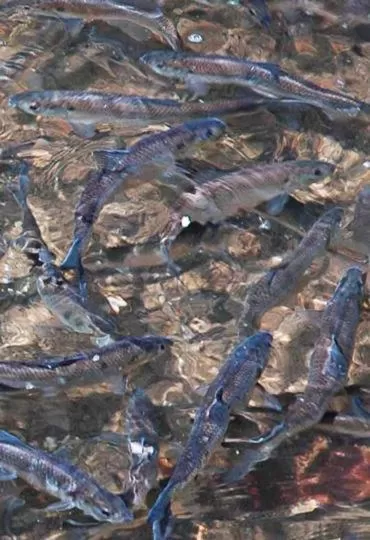 Animals, Other Animals in Herring Run Motel and Tiny Cabins