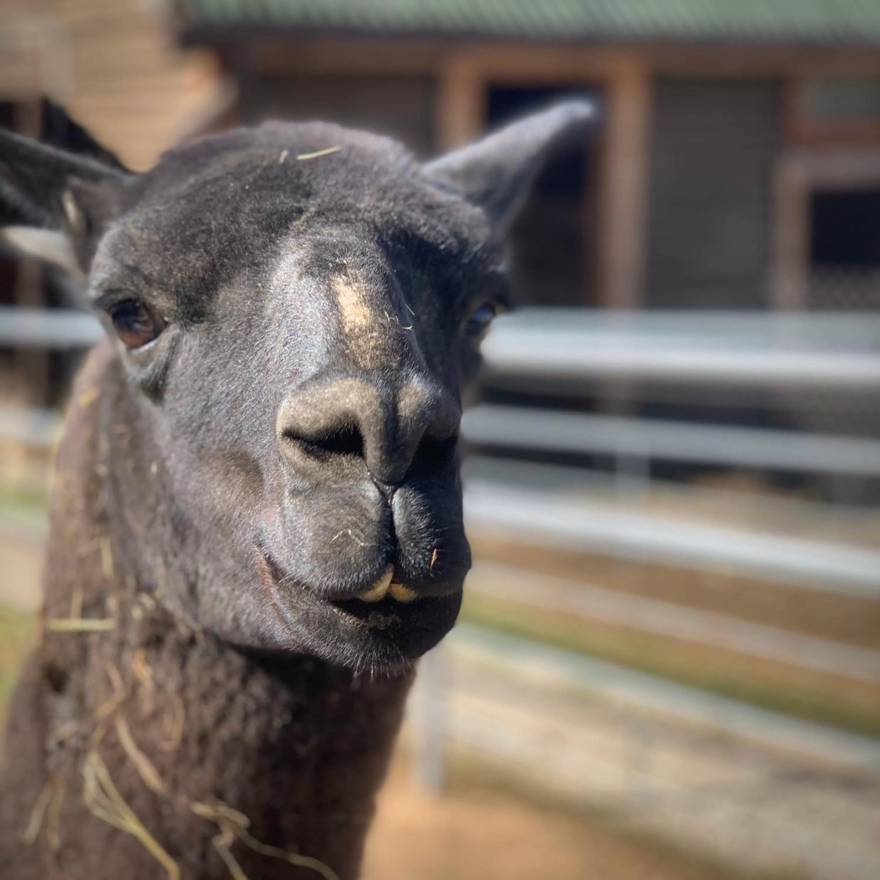Other Animals in Ziołowa Dolina