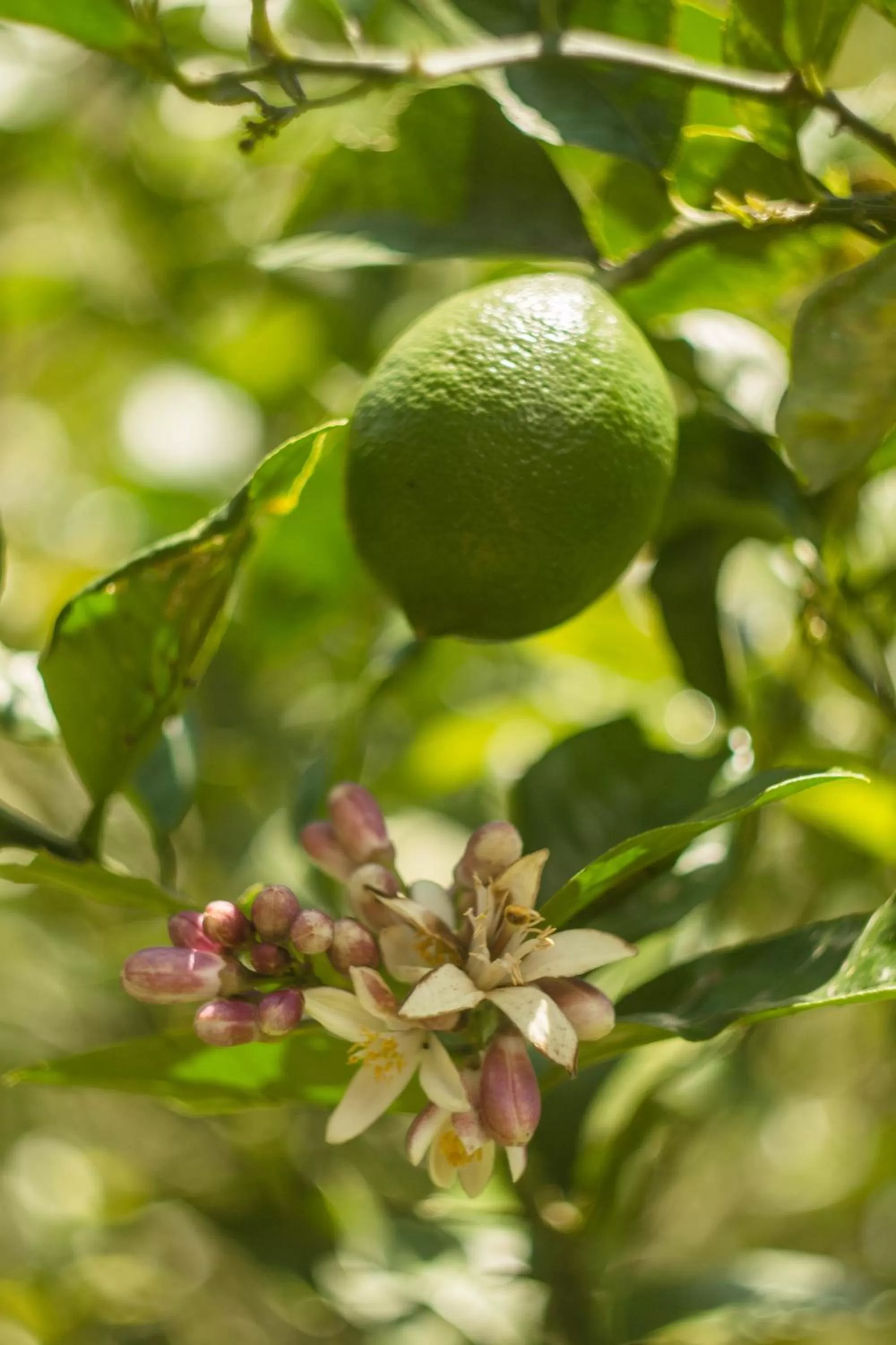 Natural landscape, Other Animals in Aldea Real Eco Friendly