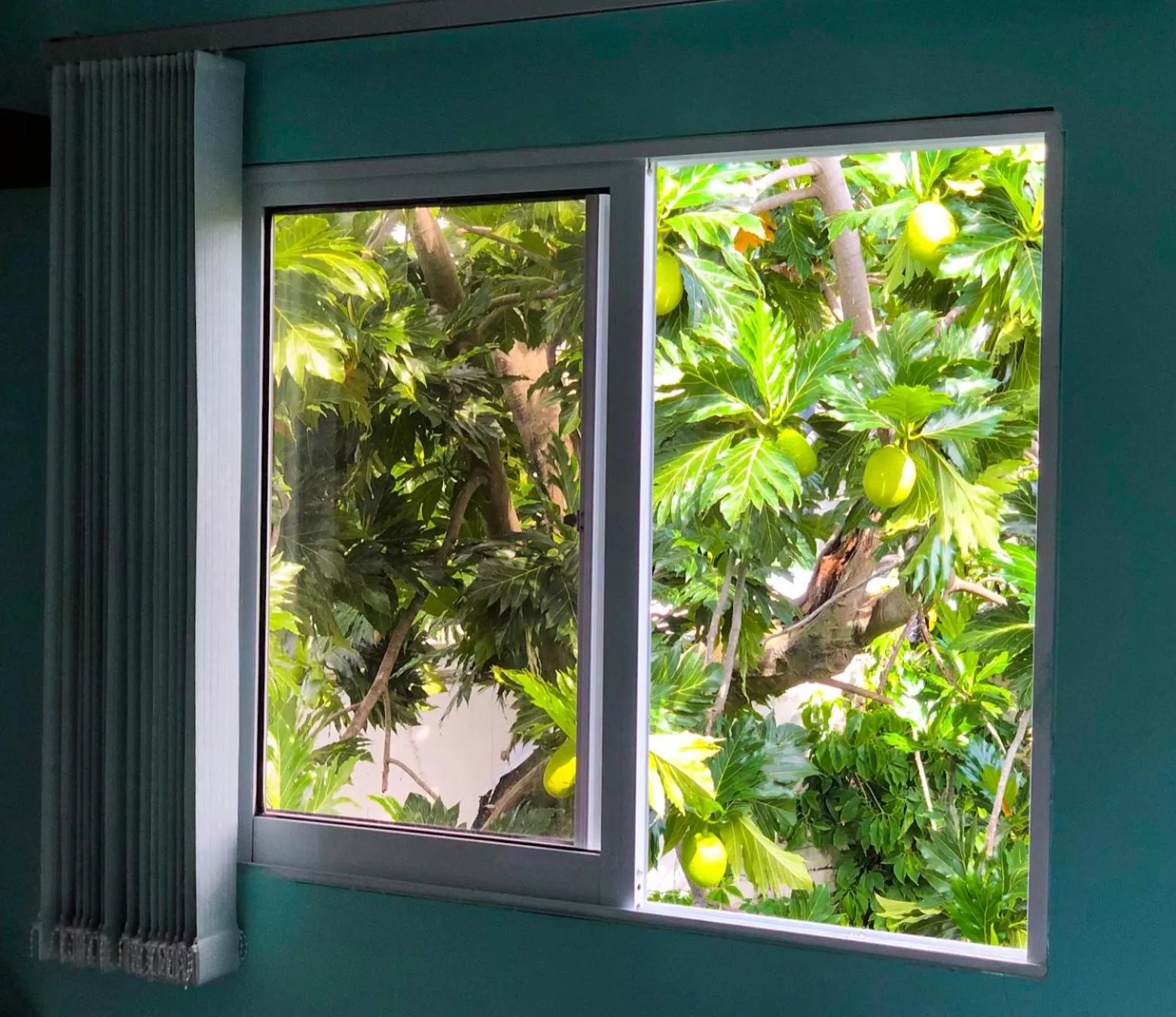 Garden view in Posada Nativa Bernard Place