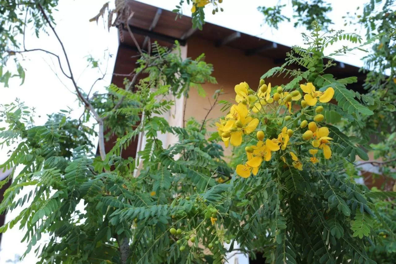 Garden, Property Building in Lolu Village Resort