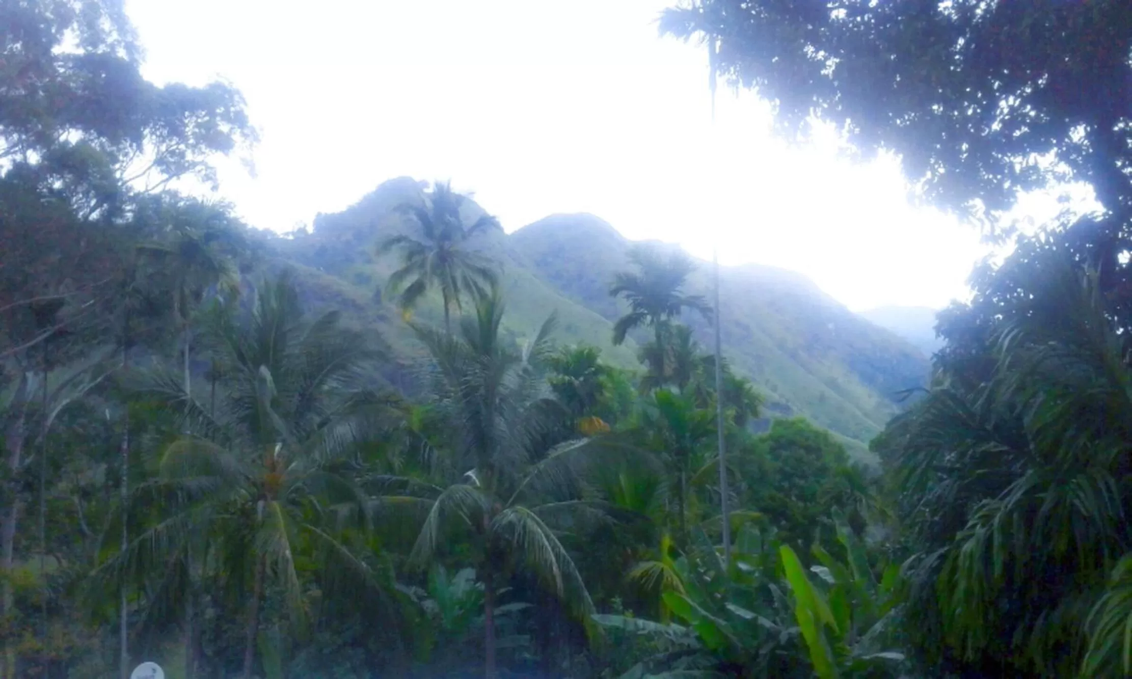 The Winsome & Tree House