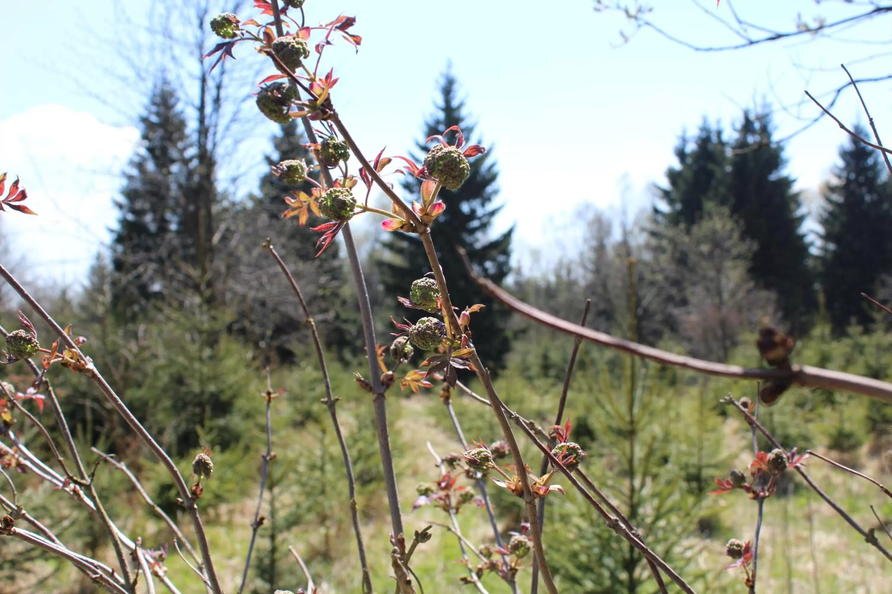 Natural landscape in Waldgasthof Bad Einsiedel