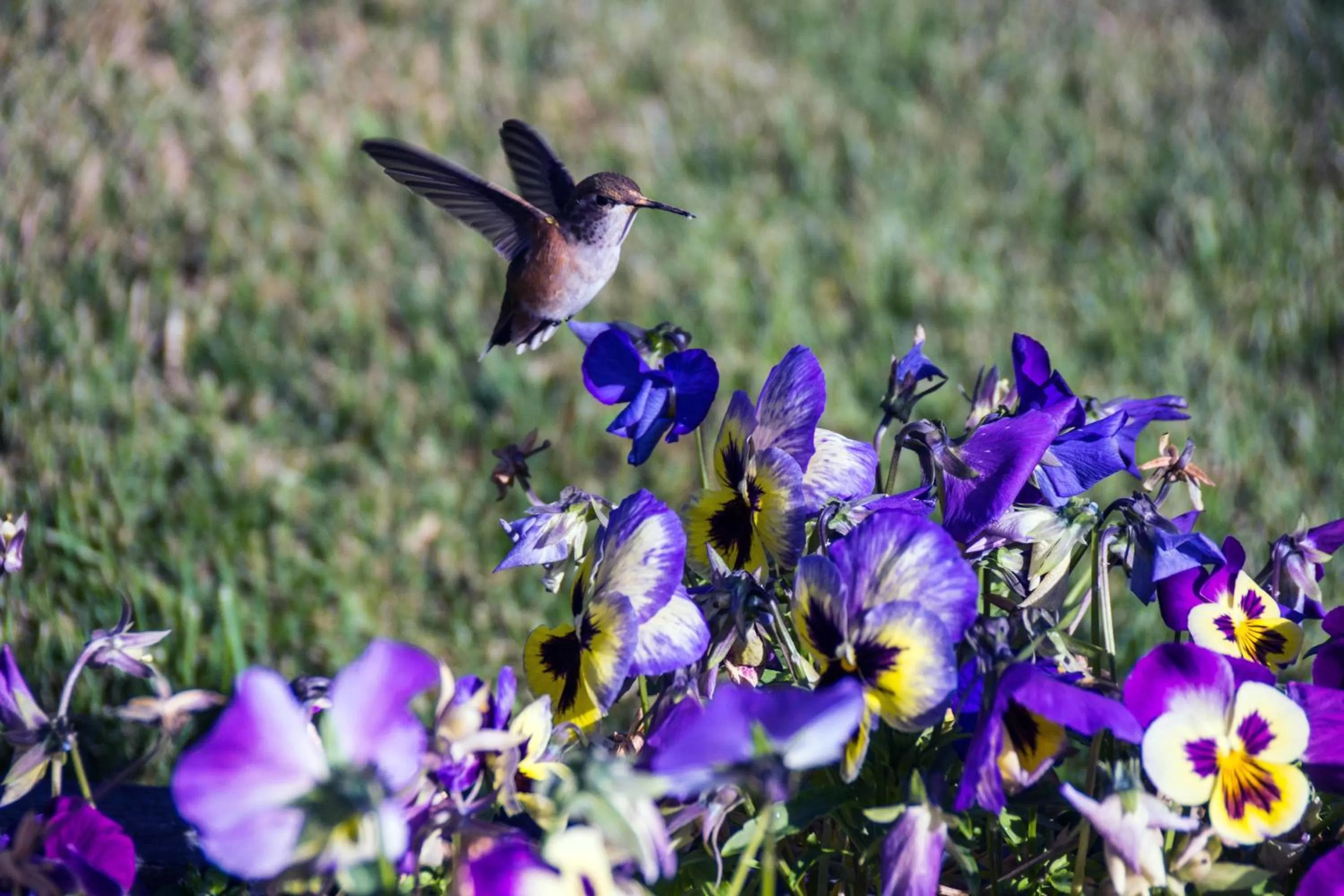 Animals in Eagle's Nest Resort