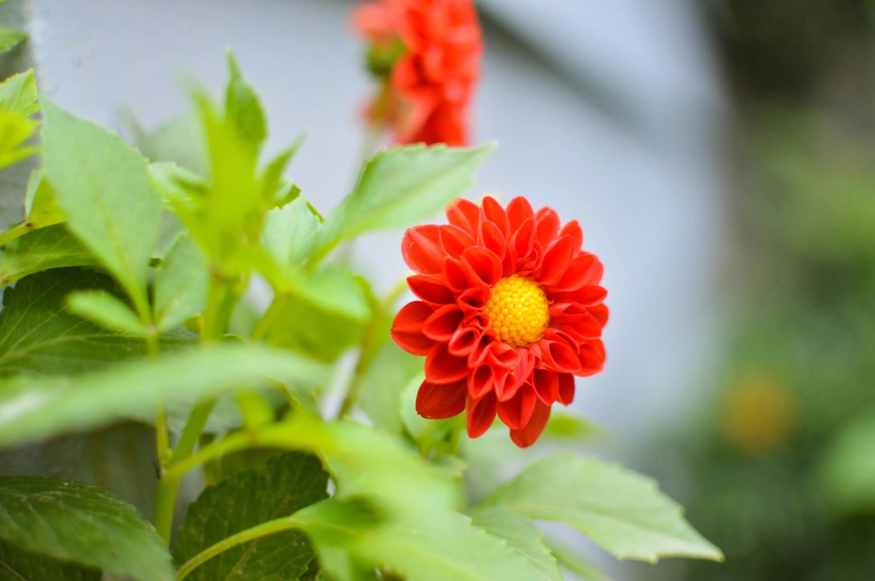 Garden in Hotel Mountain Top