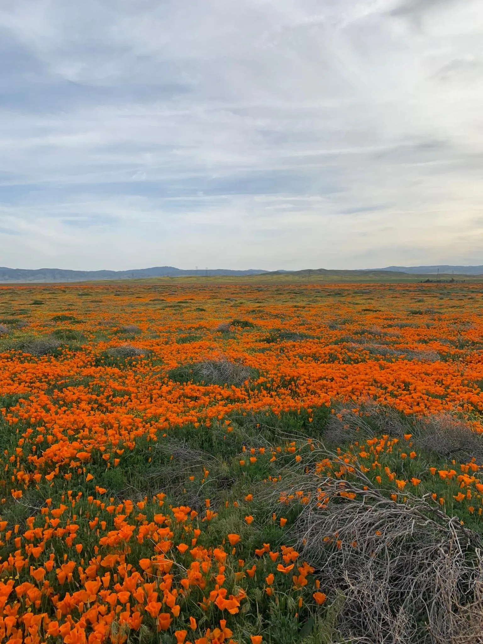 Natural landscape in Palms Inn & Suites