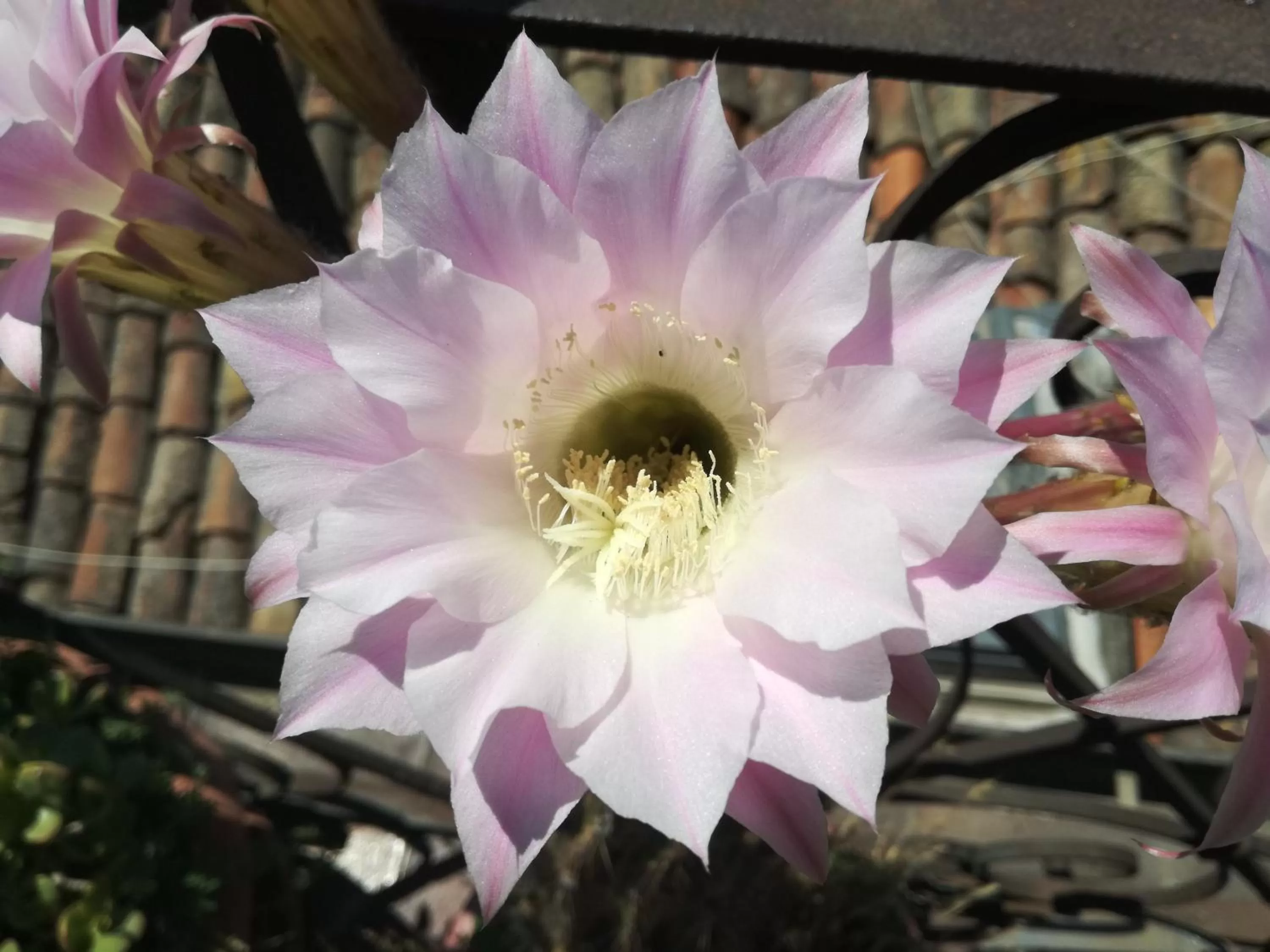 Garden in Hotel Biscari