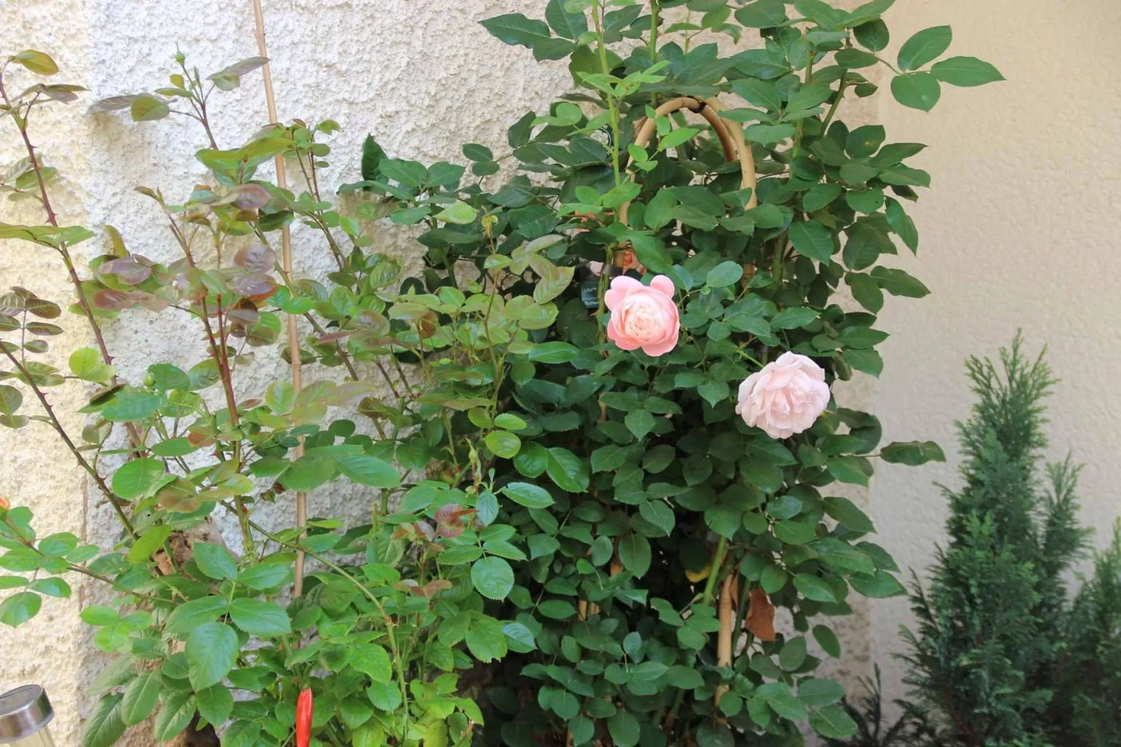 Garden in Hotel Gasthof Zum weissen Lamm